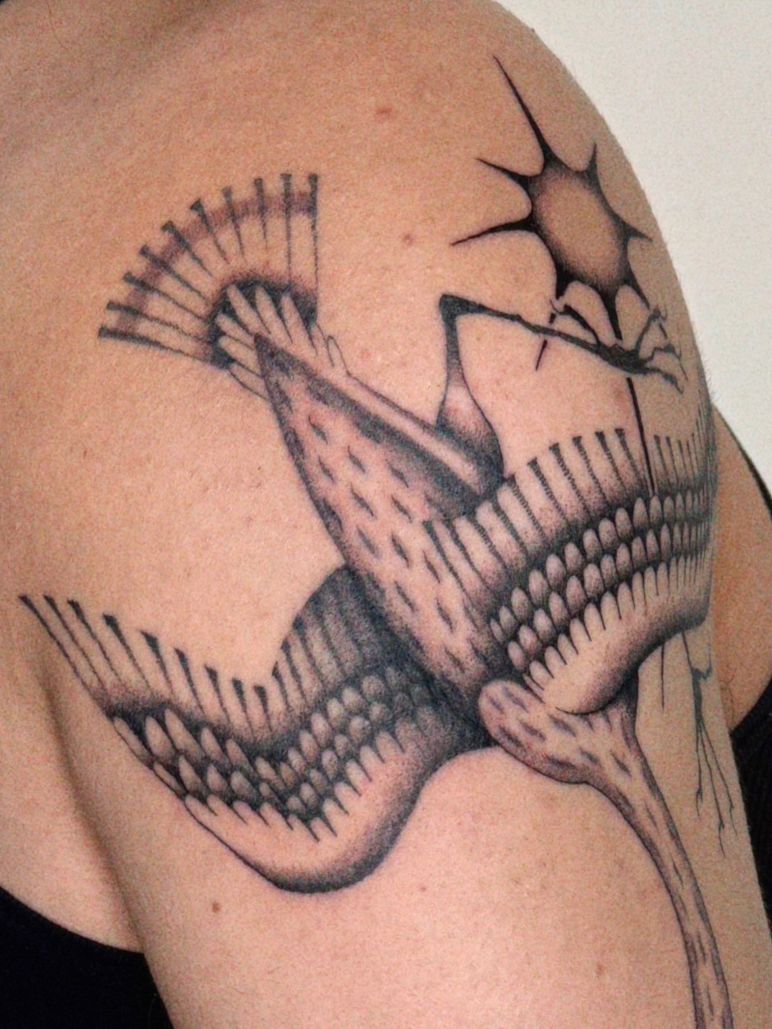 Bird black and grey tattoo on the shoulder by @inkshame