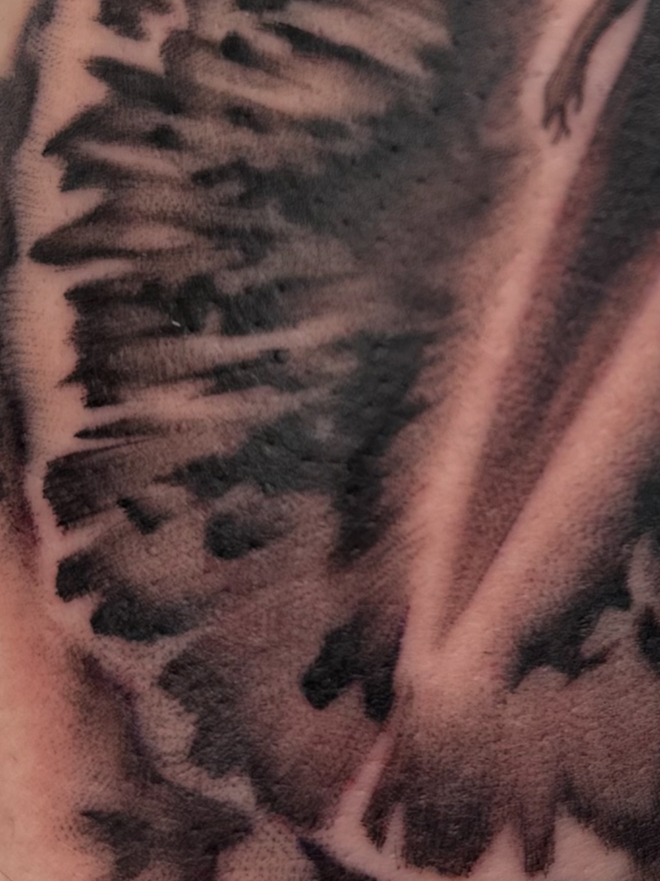 Feather black and grey tattoo on the ribs by Joe Weber, Monona, Wisconsin