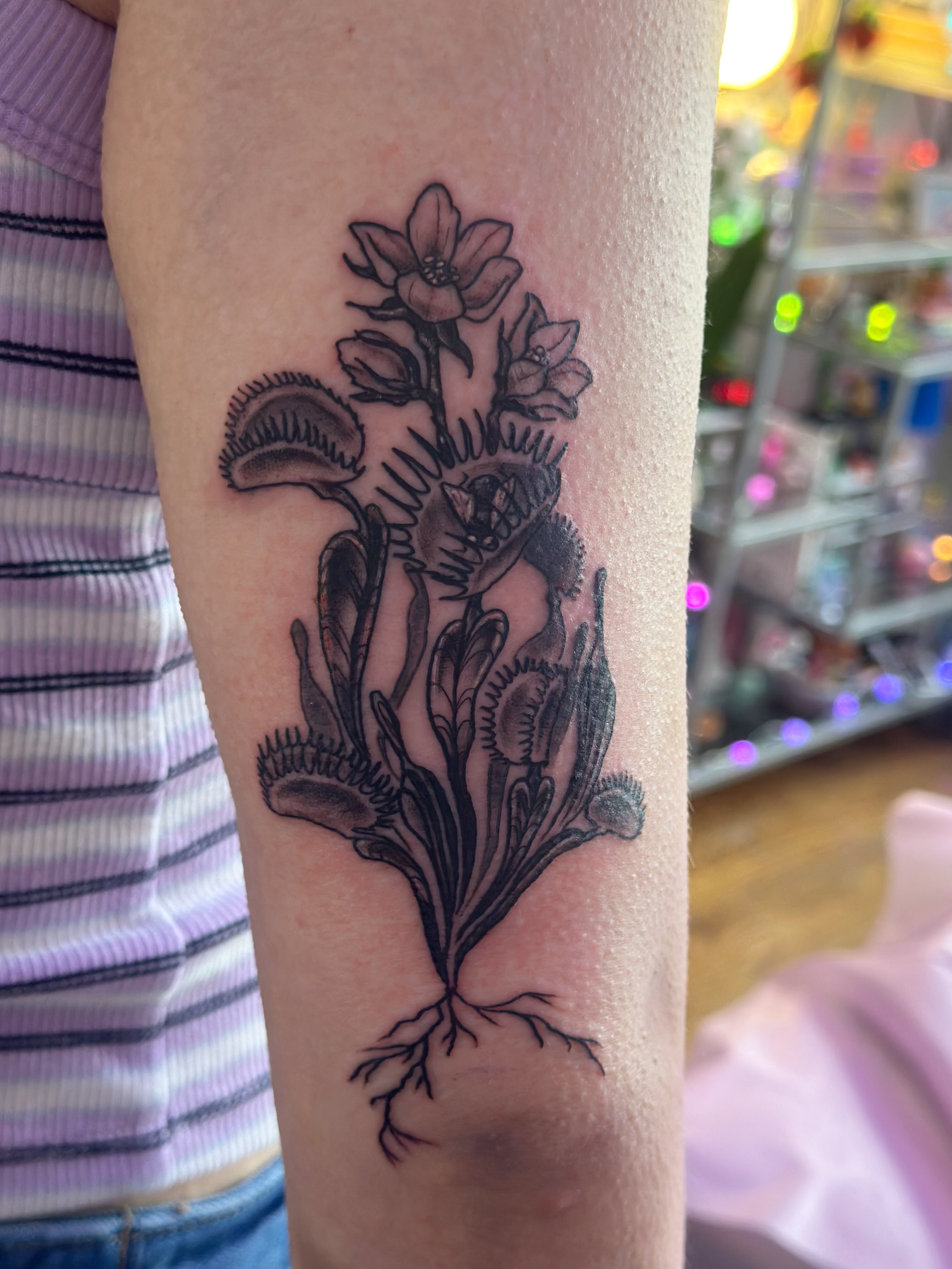 Dionaea muscipula black and grey tattoo on the forearm by Erin Miller