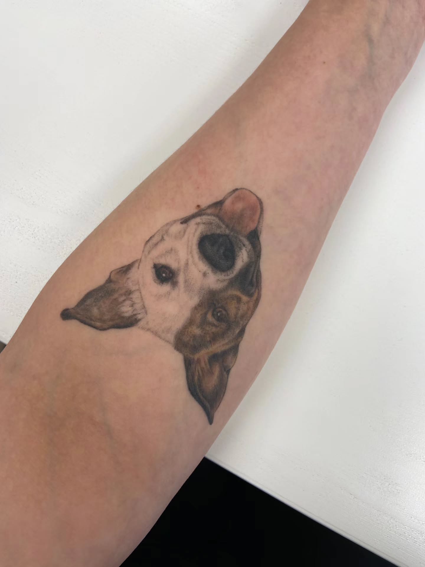 Dog realism tattoo on the forearm by Lynx, Cincinnati, Ohio