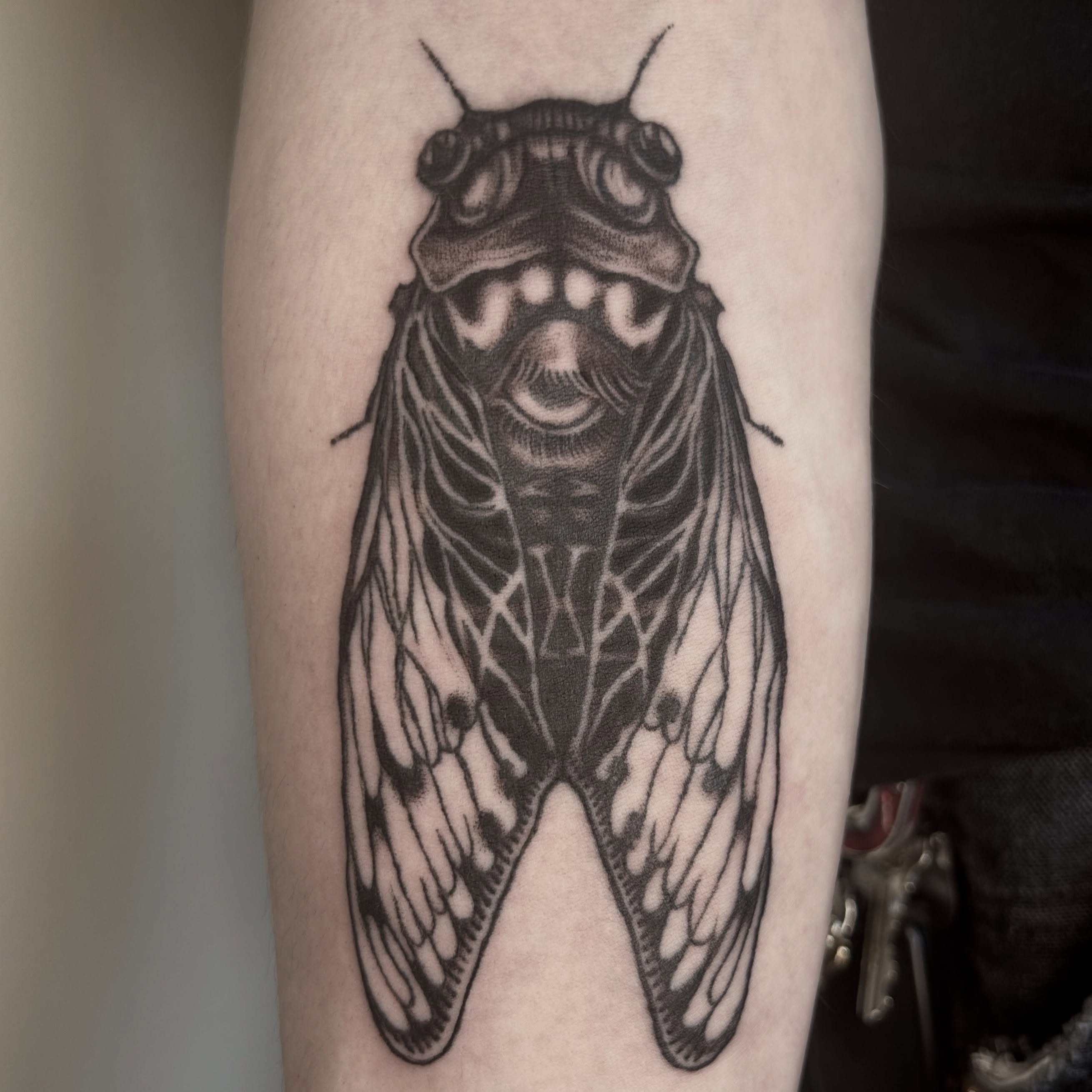 Cicada black and grey tattoo on the forearm by 𝖌𝖆𝖇𝖊˚༘ ೀ⋆｡˚