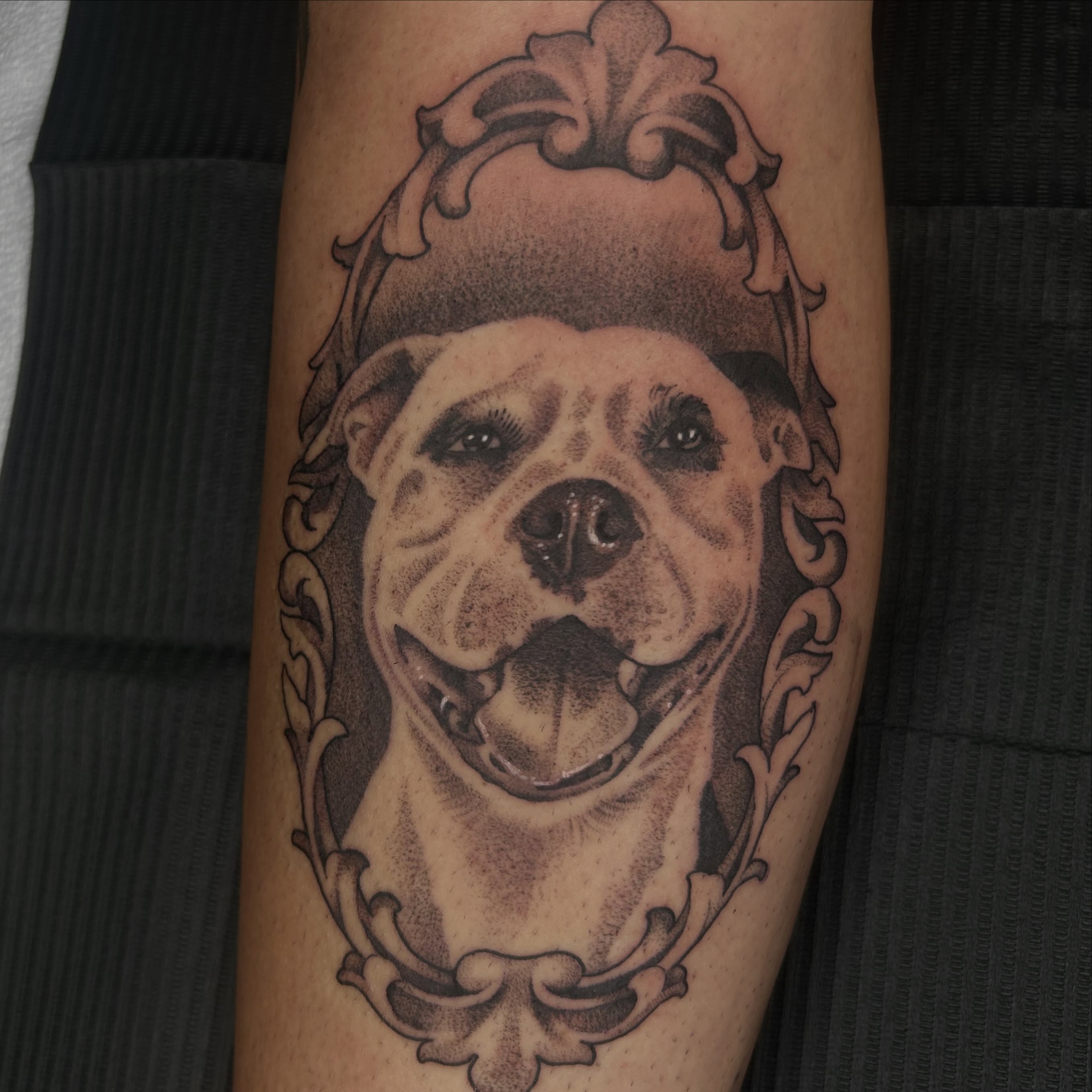 Bulldog realism tattoo on the forearm by Whitney Harbin