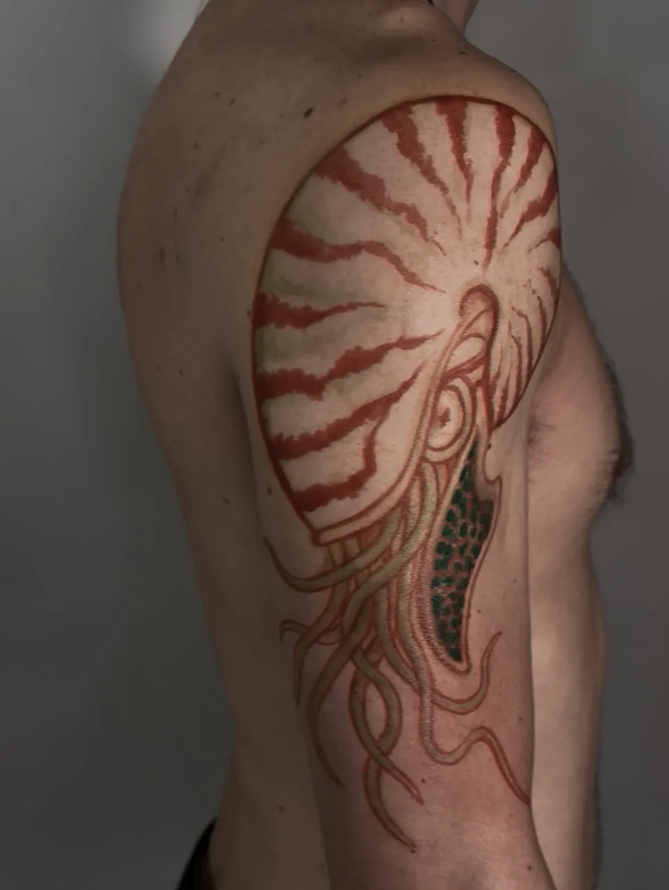 Nautilus shell realism tattoo on the shoulder by Tattoo Artist