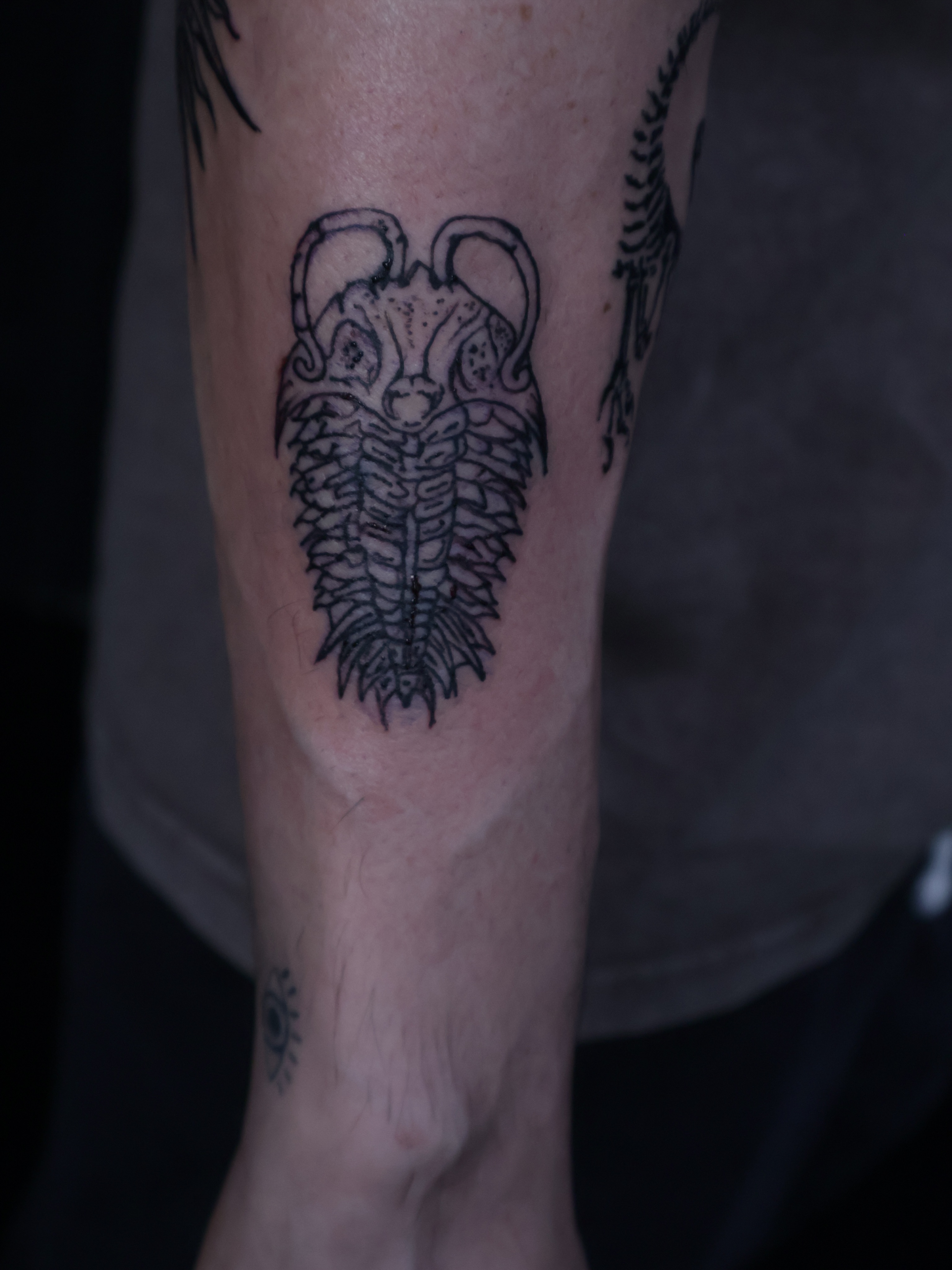 Trilobite black and grey tattoo on the forearm by Denis Du Preez, East Williamsburg, Brooklyn