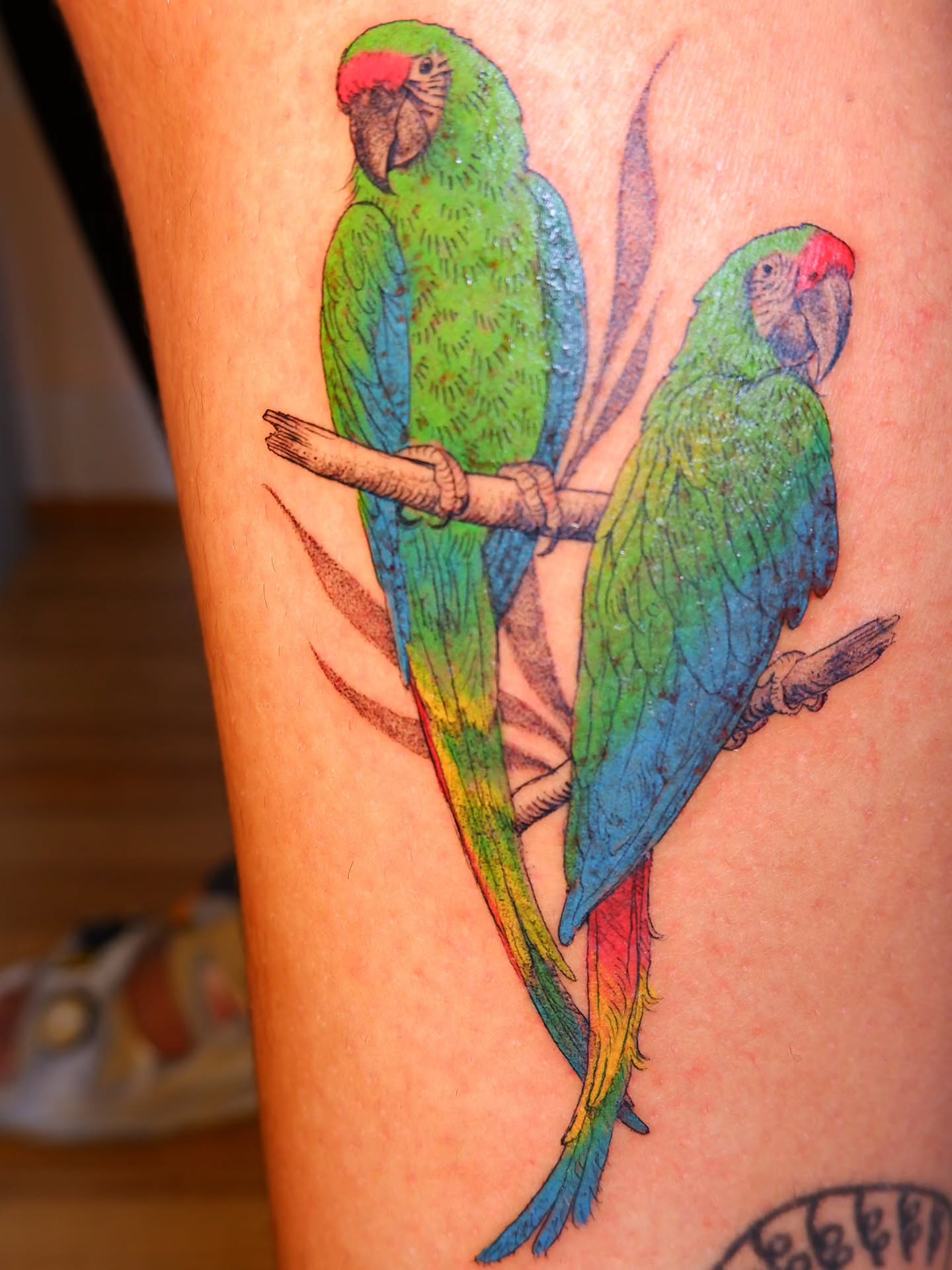 Parrots realism tattoo on the forearm by bird ✦ tattoo artist ✦ philadelphia