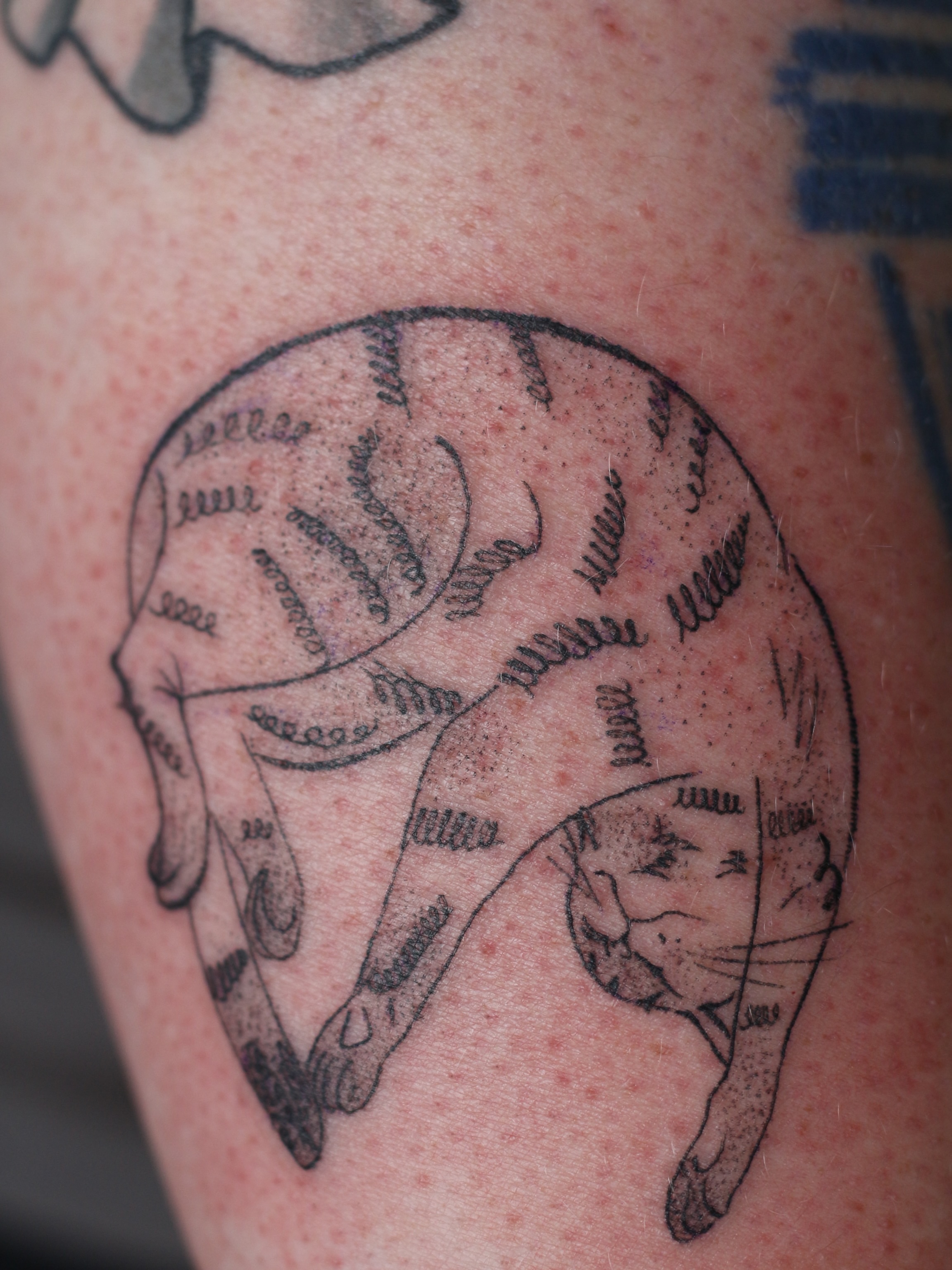 Tattoo by @stephsta2s — sketch
