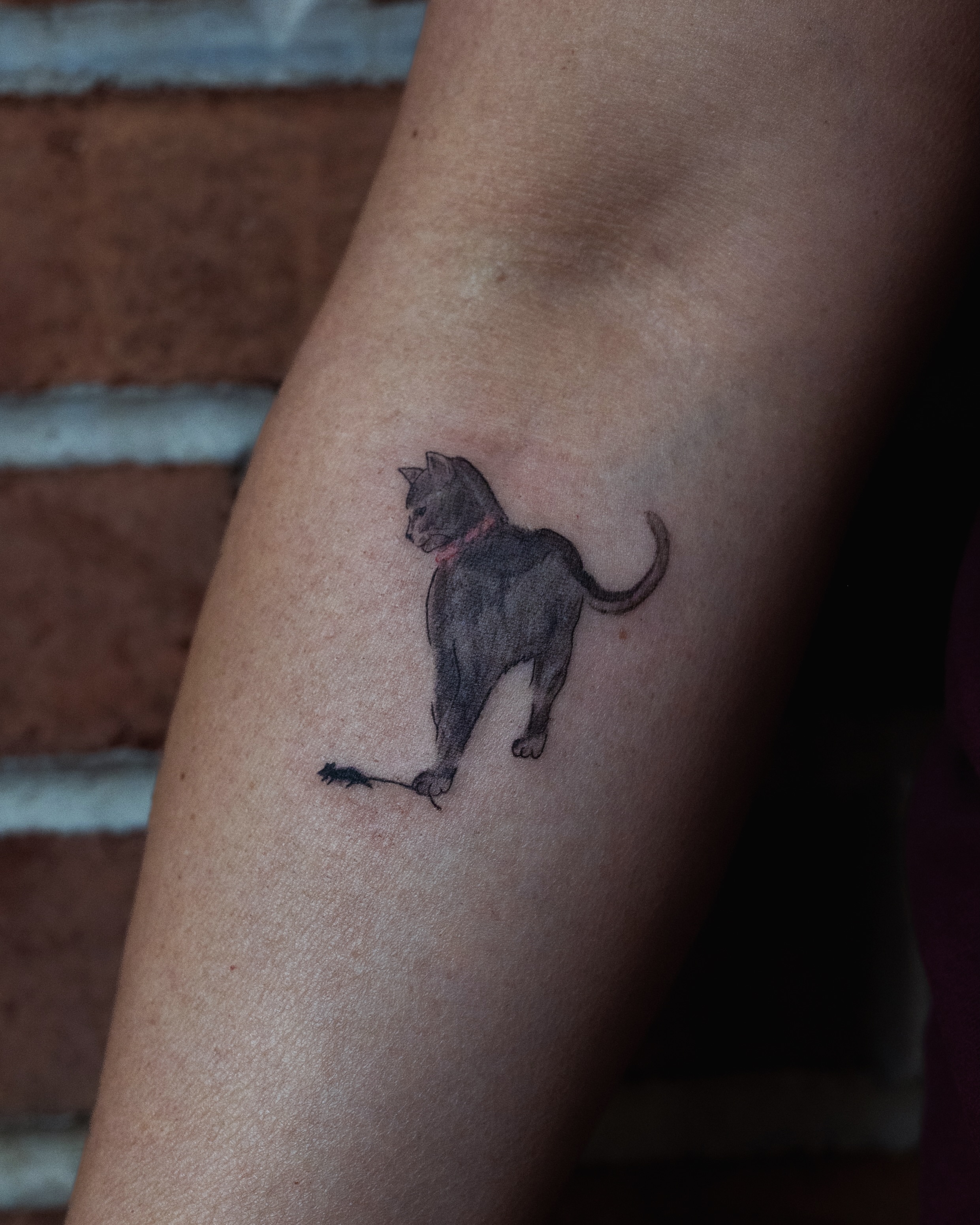 Cat black and grey tattoo on the forearm by Ash - Fineline Tattoo Apprentice