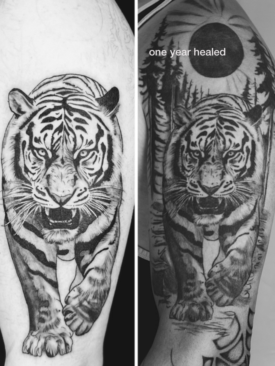 Tiger realism tattoo on the forearm by Charlotte