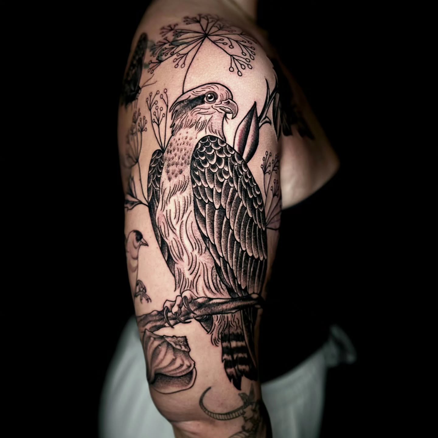 Hawk American traditional tattoo on the shoulder by Adison Essig