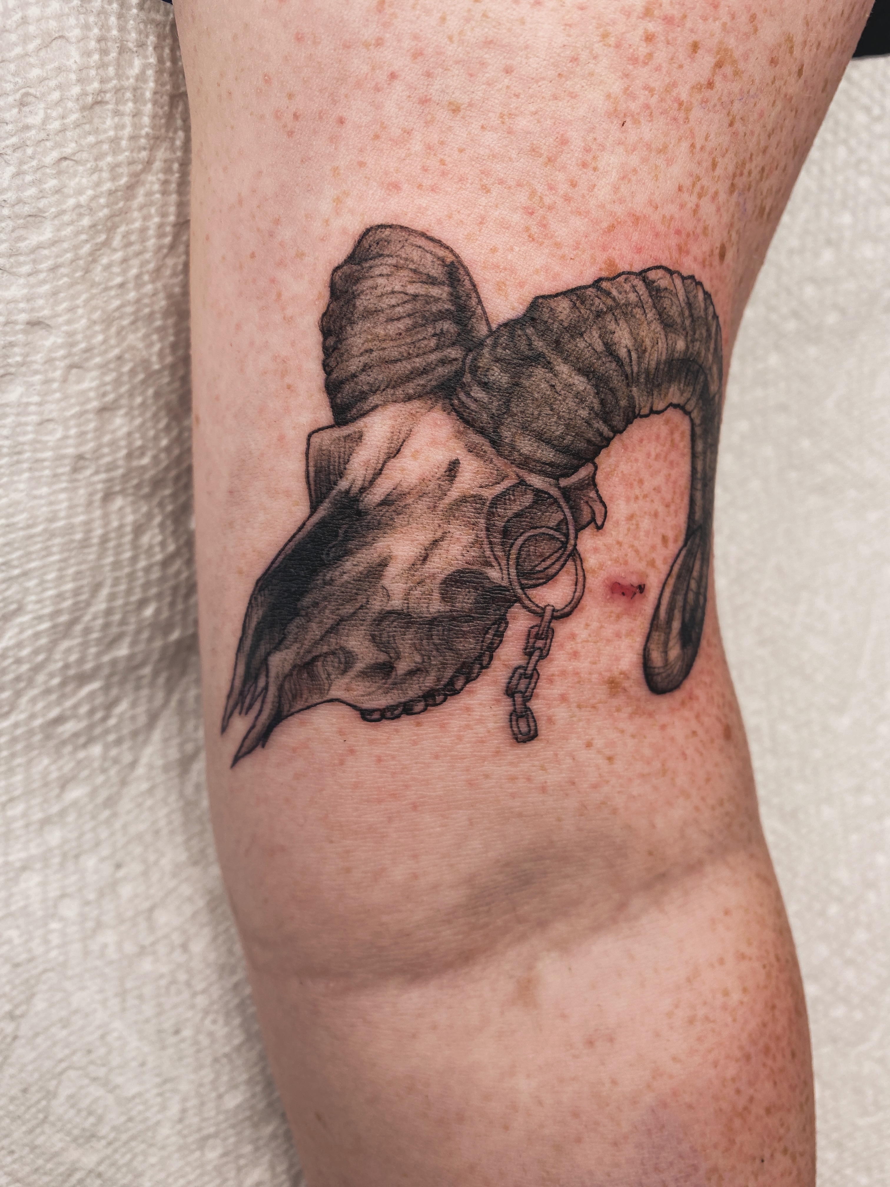 Ram skull black and grey tattoo on the forearm by Nikole