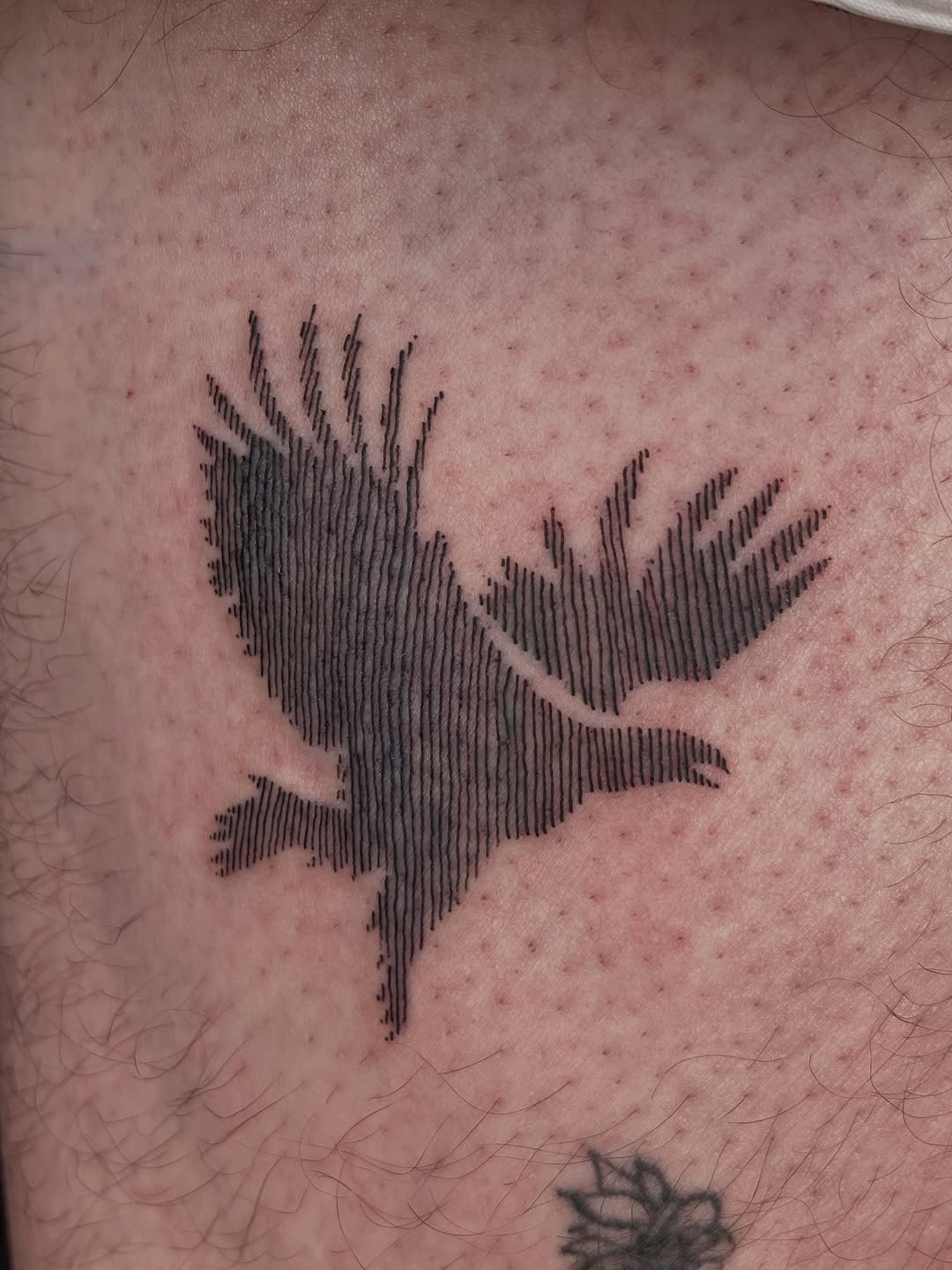 Eagle in flight fine line tattoo on the back by Gap⋆head