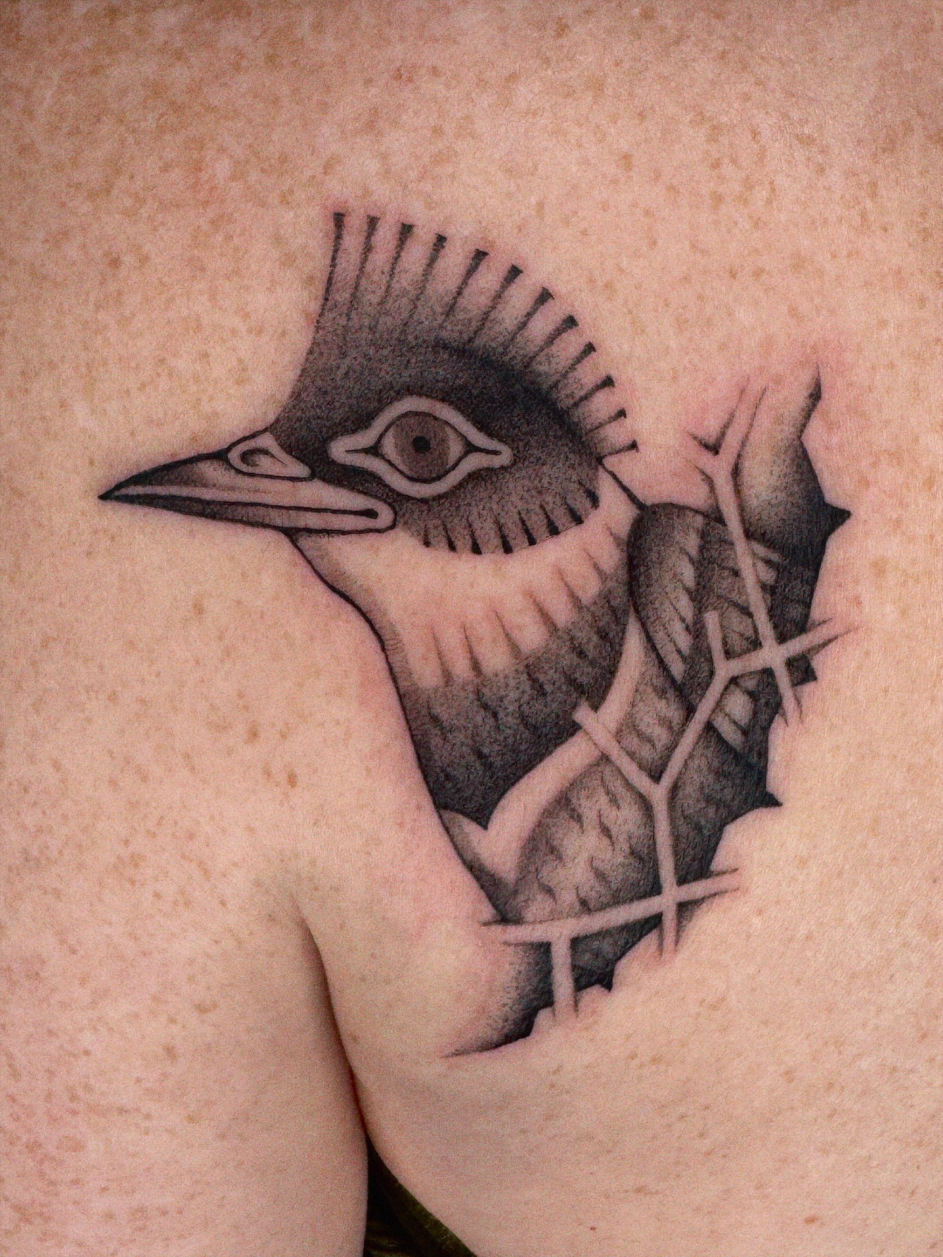 Bird black and grey tattoo on the shoulder by @inkshame