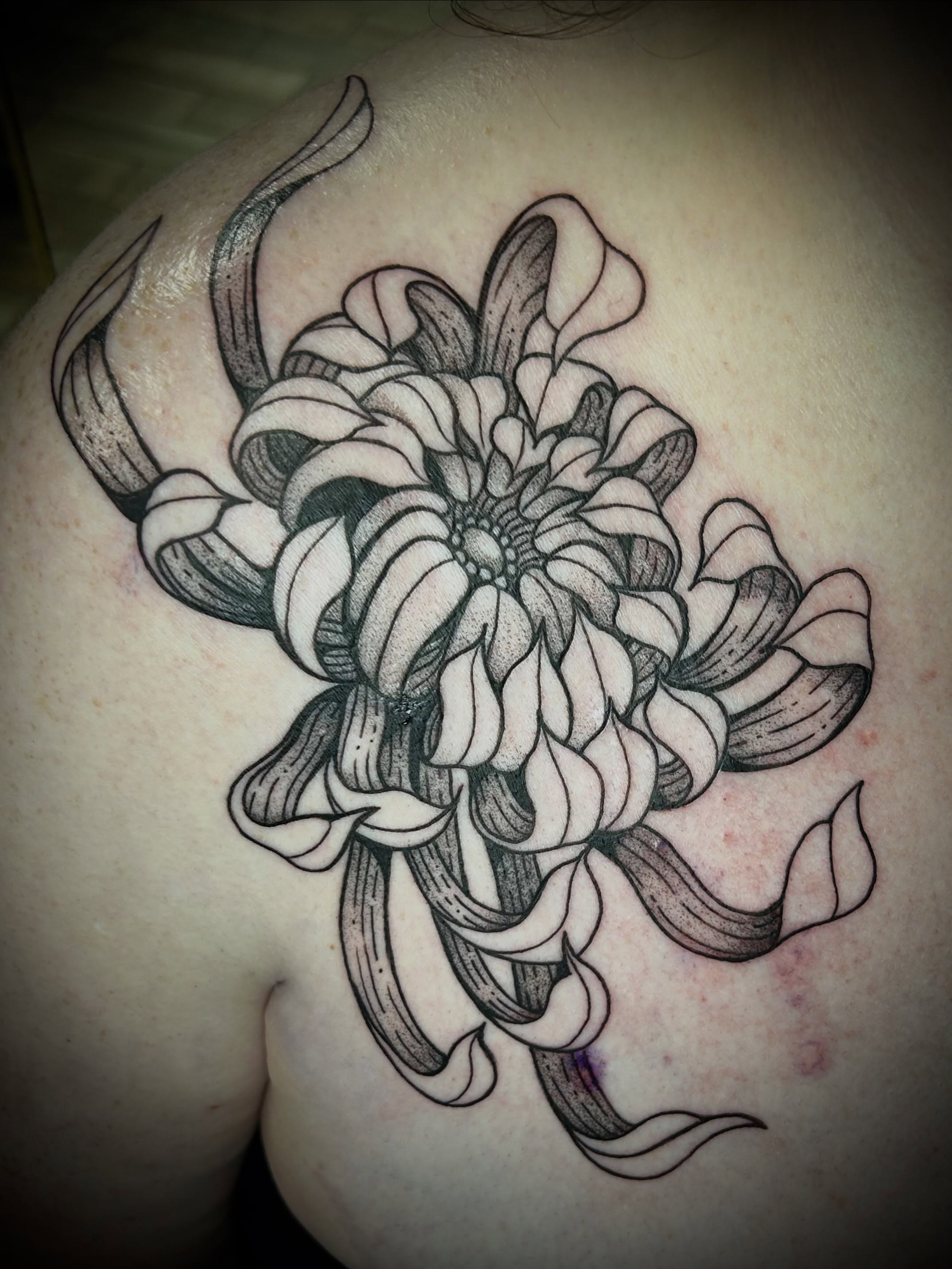 Chrysanthemum black and grey tattoo on the shoulder by ✶ 𝓑𝓲𝓽𝓮𝓼𝓲𝔃𝓮𝓭 𝓘𝓷𝓴 ✶, Buford, Georgia