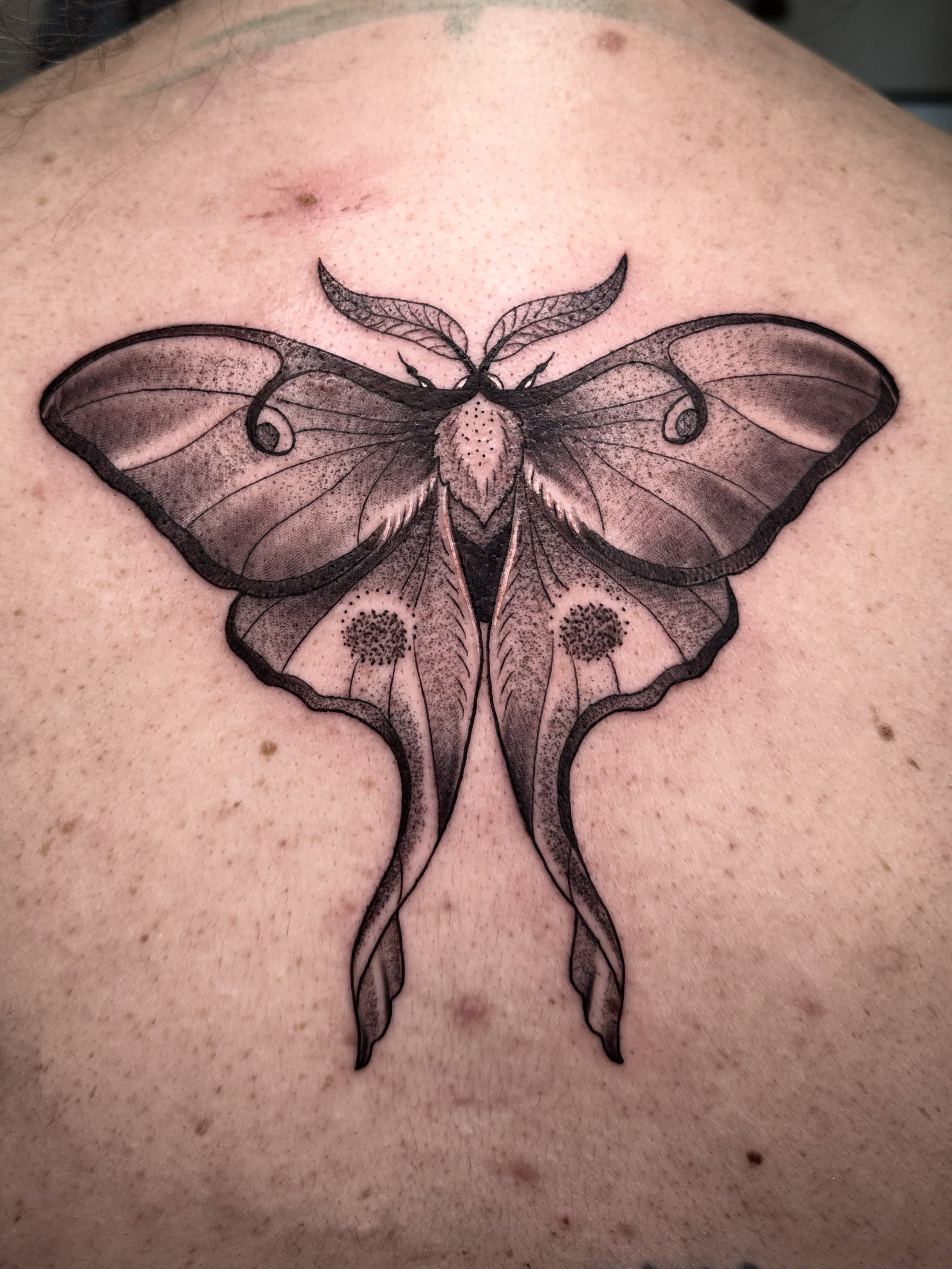 Moth dotwork tattoo on the back by Heather Tattoos Danvers MA