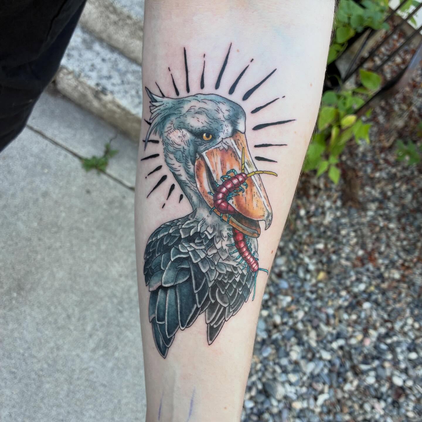 Bird with worm neo-traditional tattoo on the forearm by Linzi Hungerford, Bozeman, Montana
