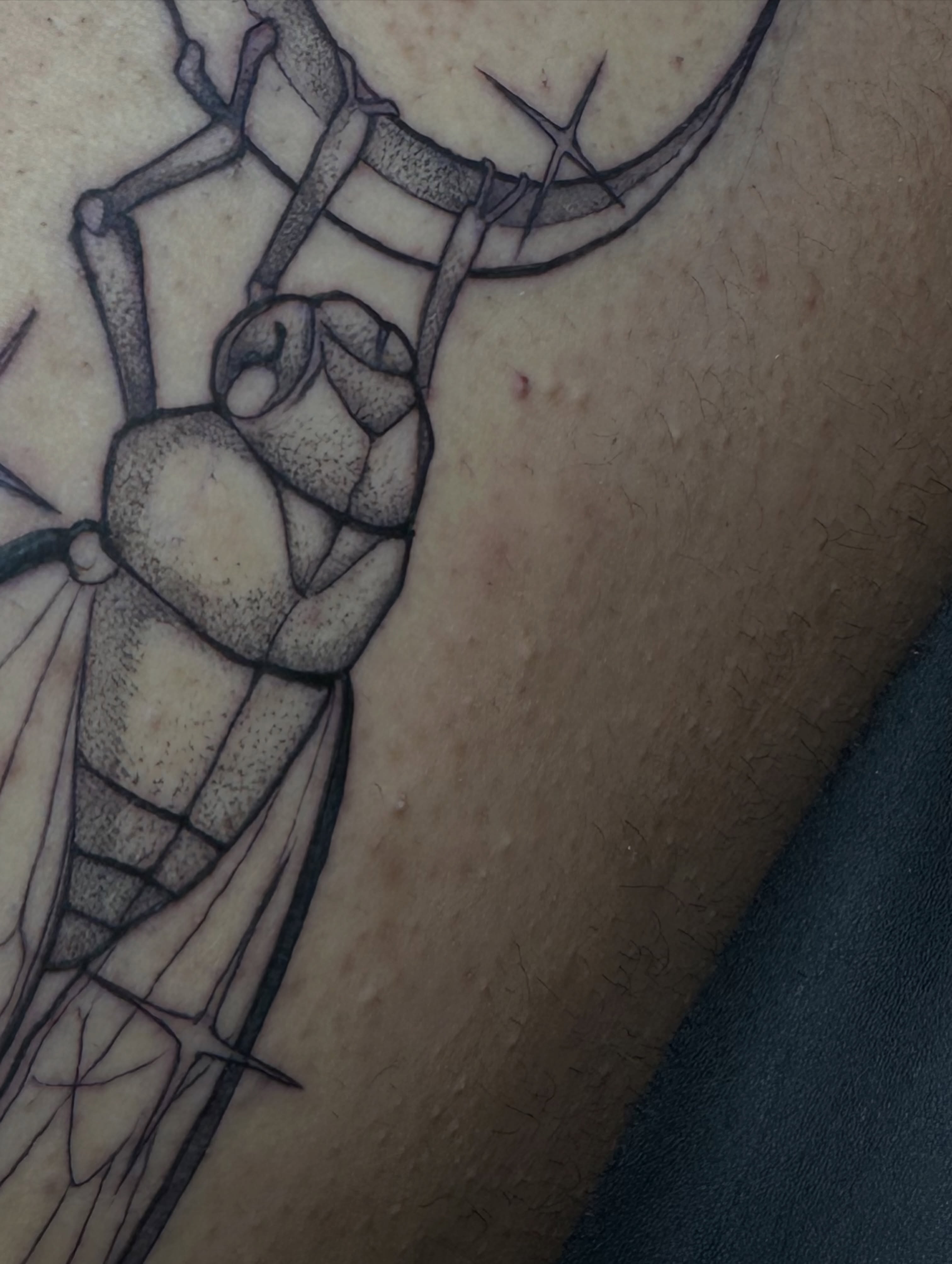 Cicada black and grey tattoo on the forearm by Noel Martinez, Golden, Colorado