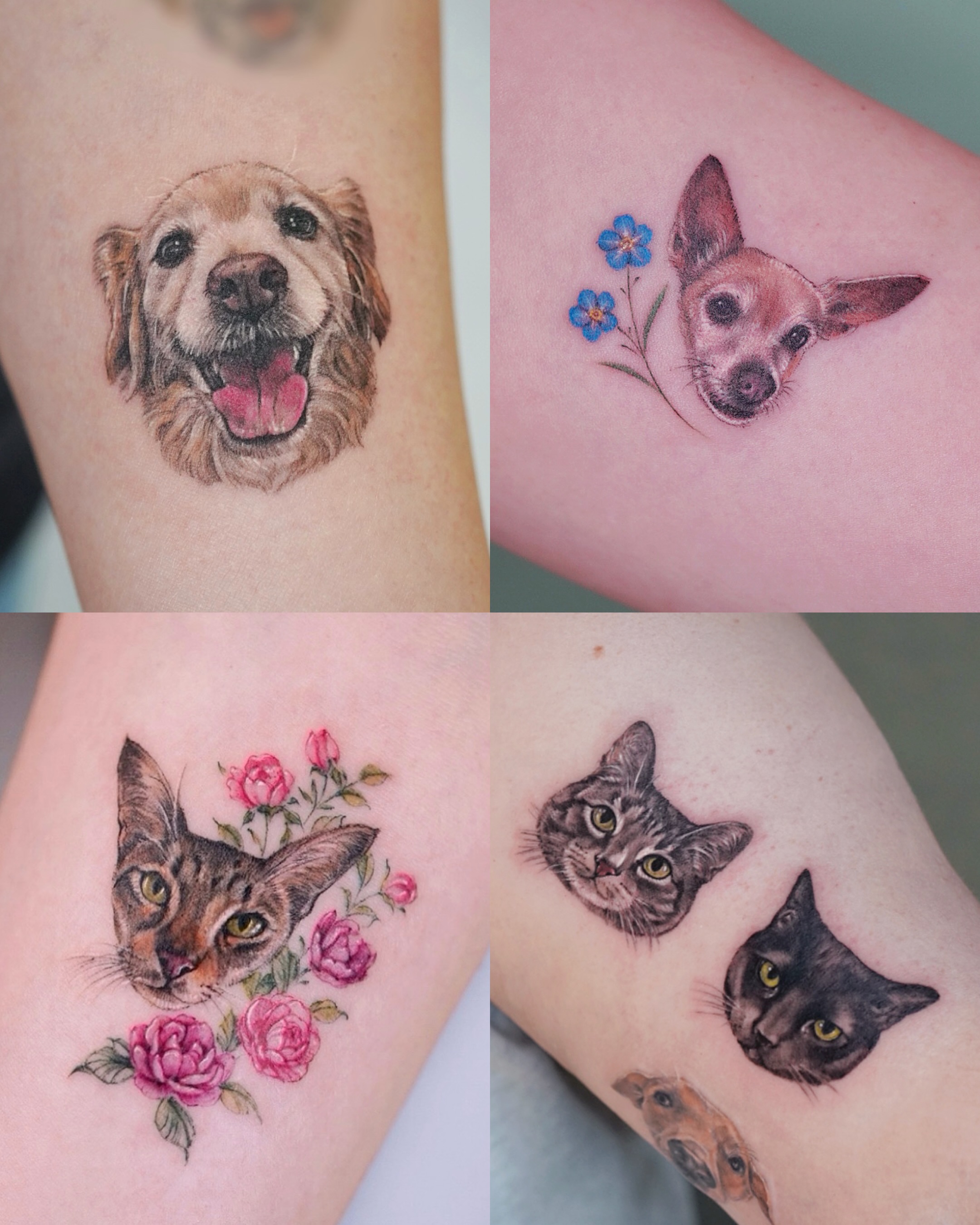 Dog and cat portraits realism tattoo on the forearm by Lily, Los Angeles, California