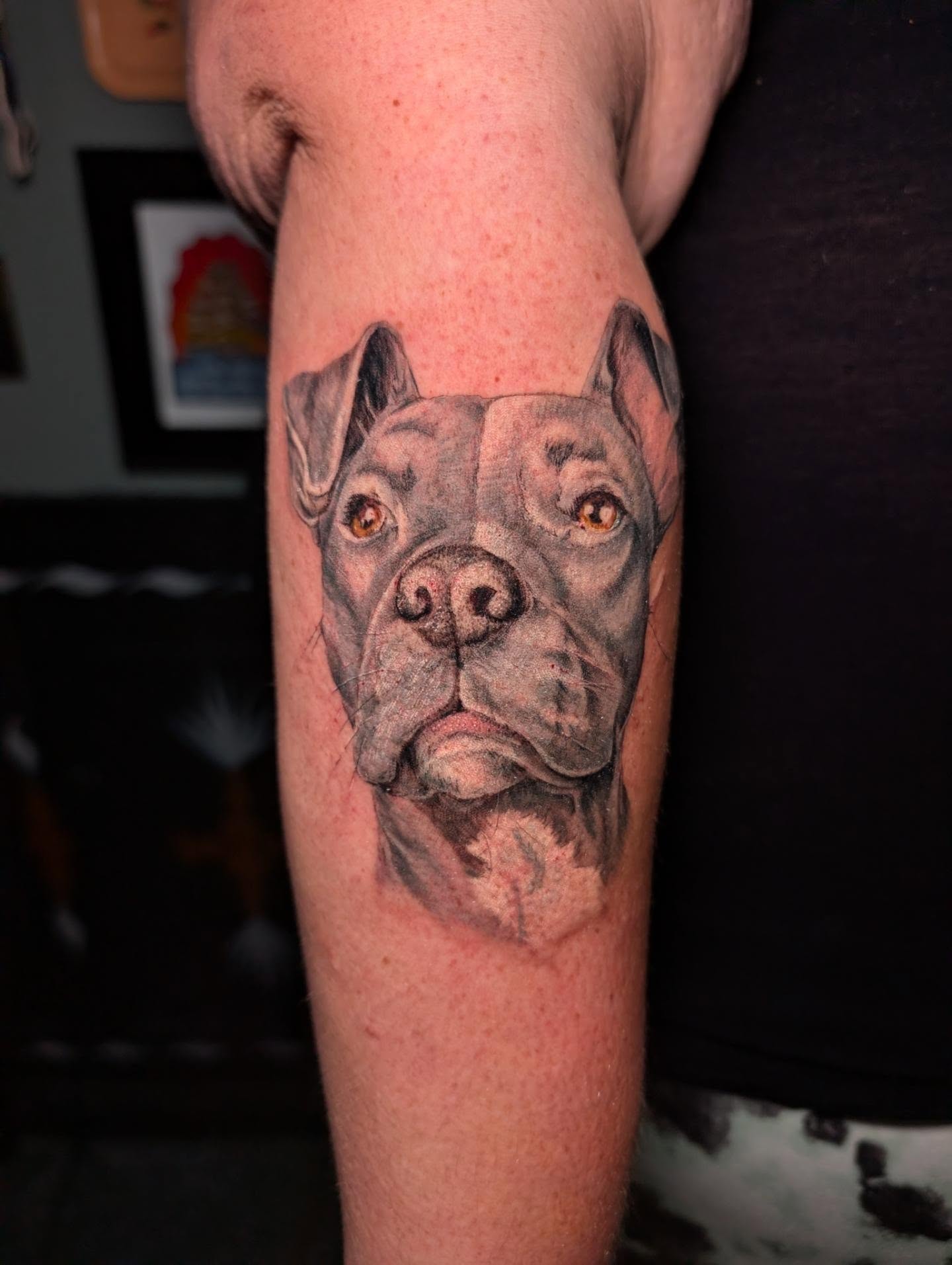 Pit bull realism tattoo on the forearm by Cat