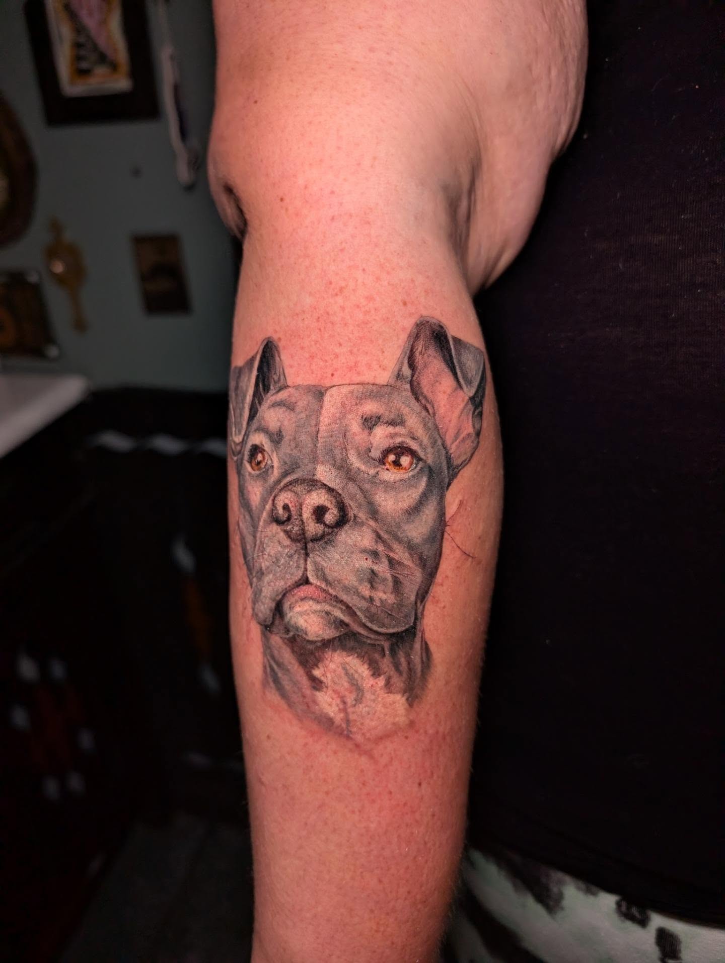 Pit bull realism tattoo on the forearm by Cat