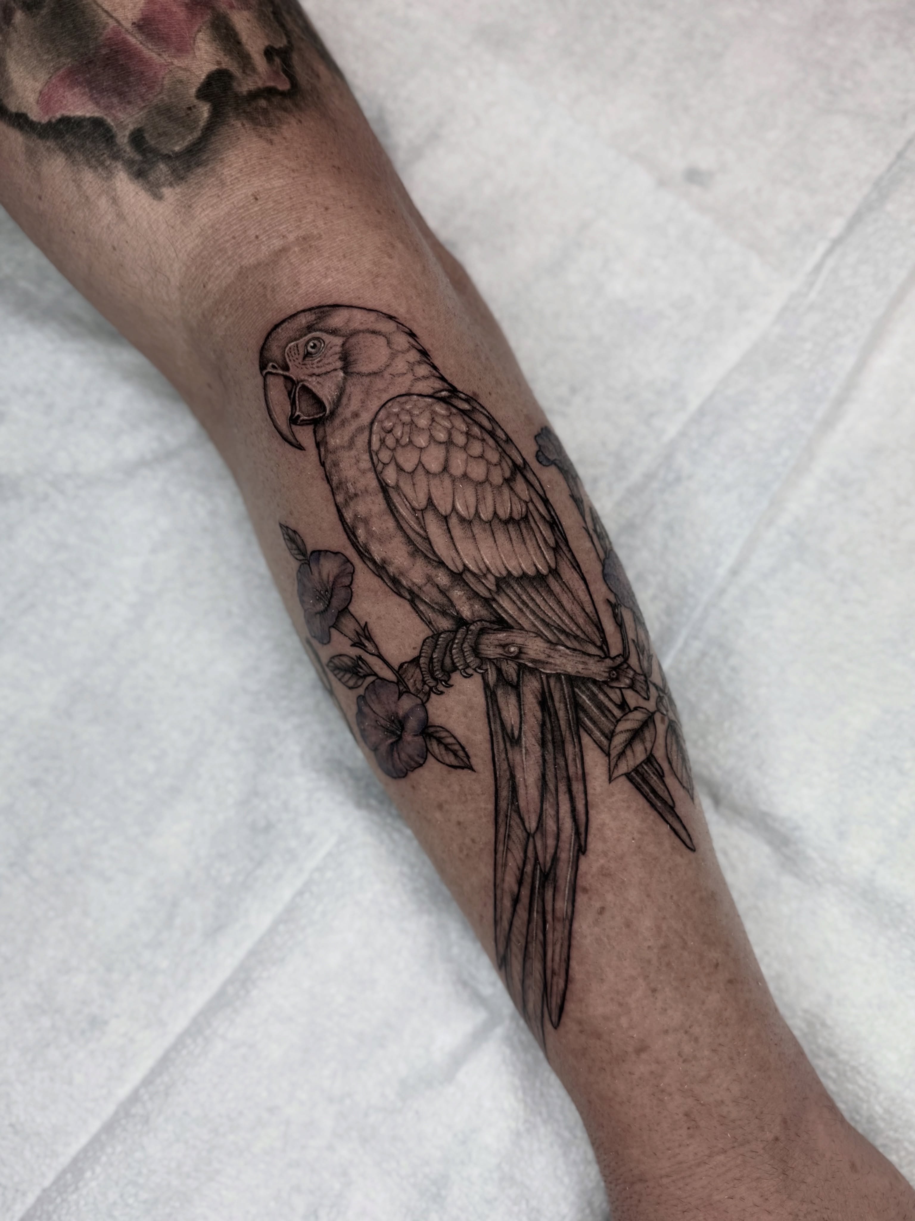 Parrot black and grey tattoo on the forearm by Kyleigh Shurak