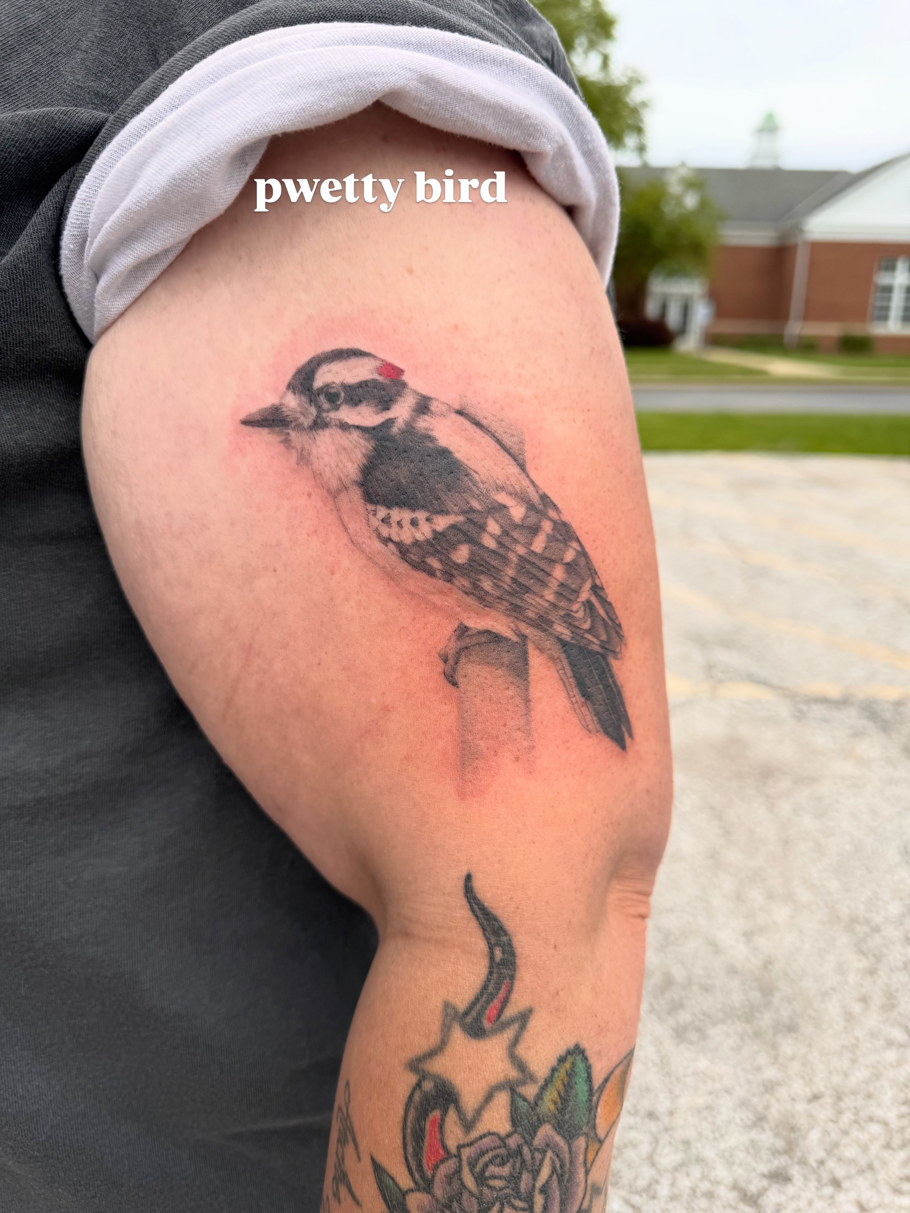 Woodpecker realism tattoo on the upper arm by Anna