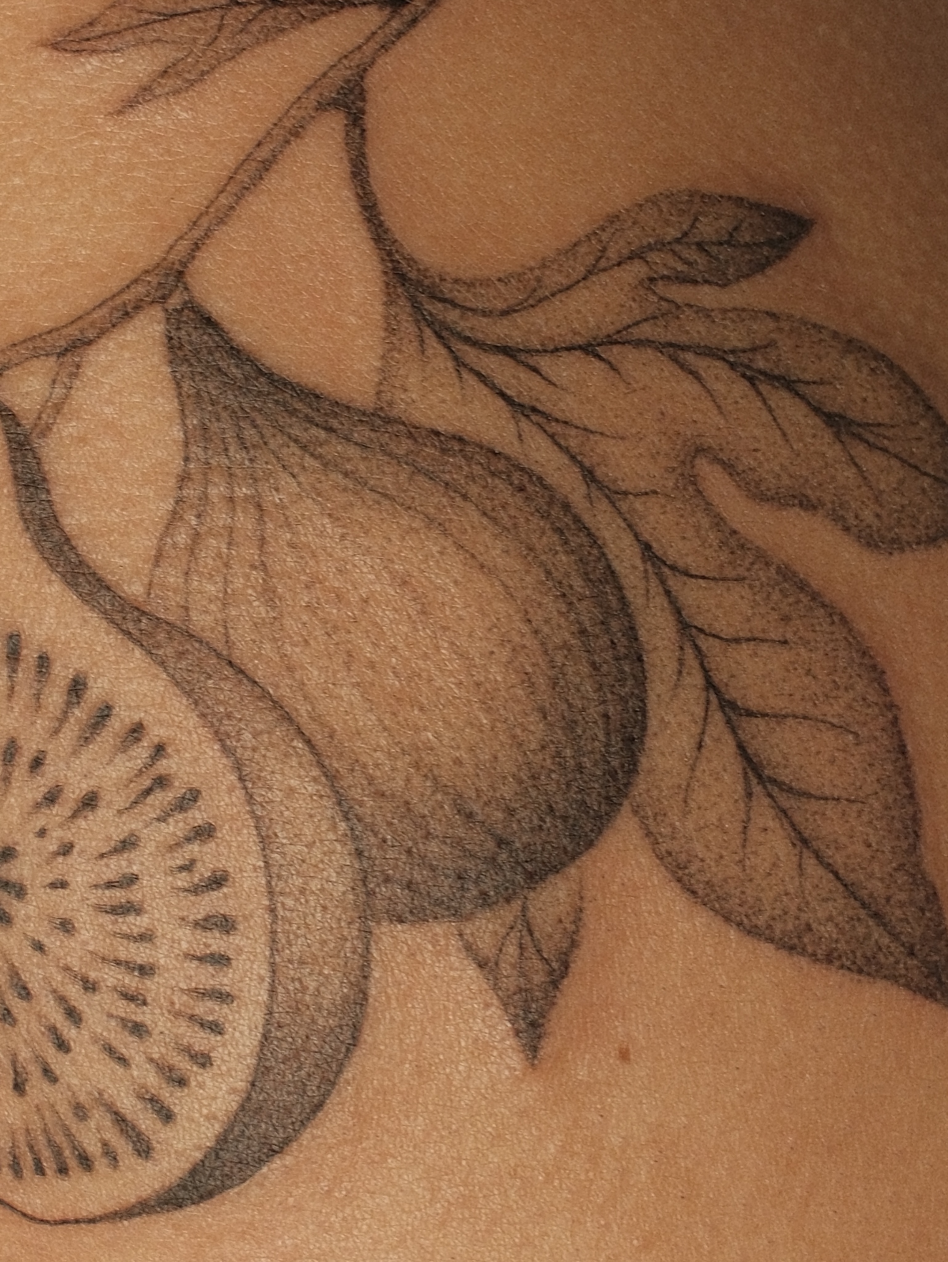 Kiwi and fig dotwork tattoo on the chest by Diana ๐ซ
