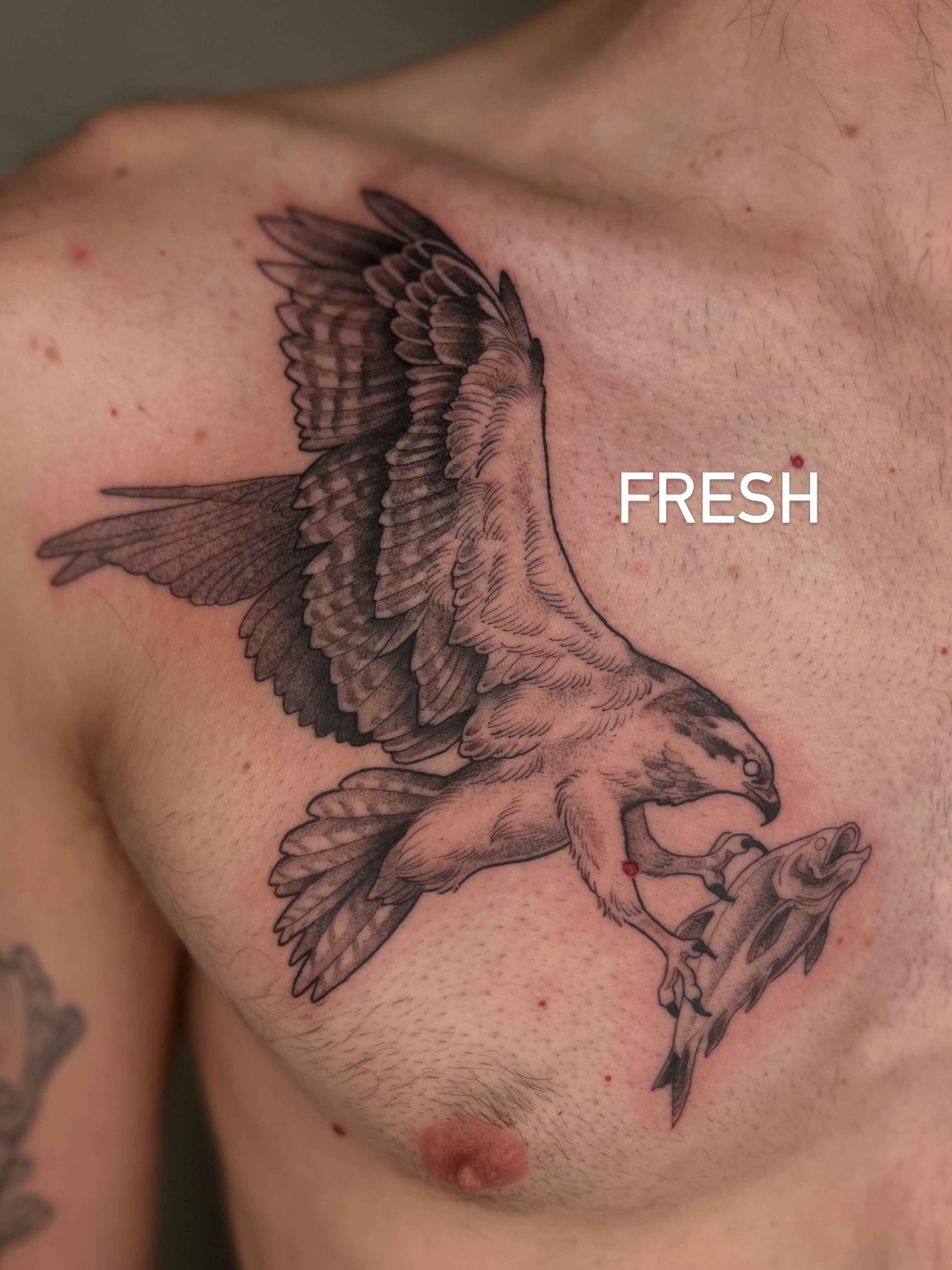 Hawk with fish realism tattoo on the chest by Destiny Illustration