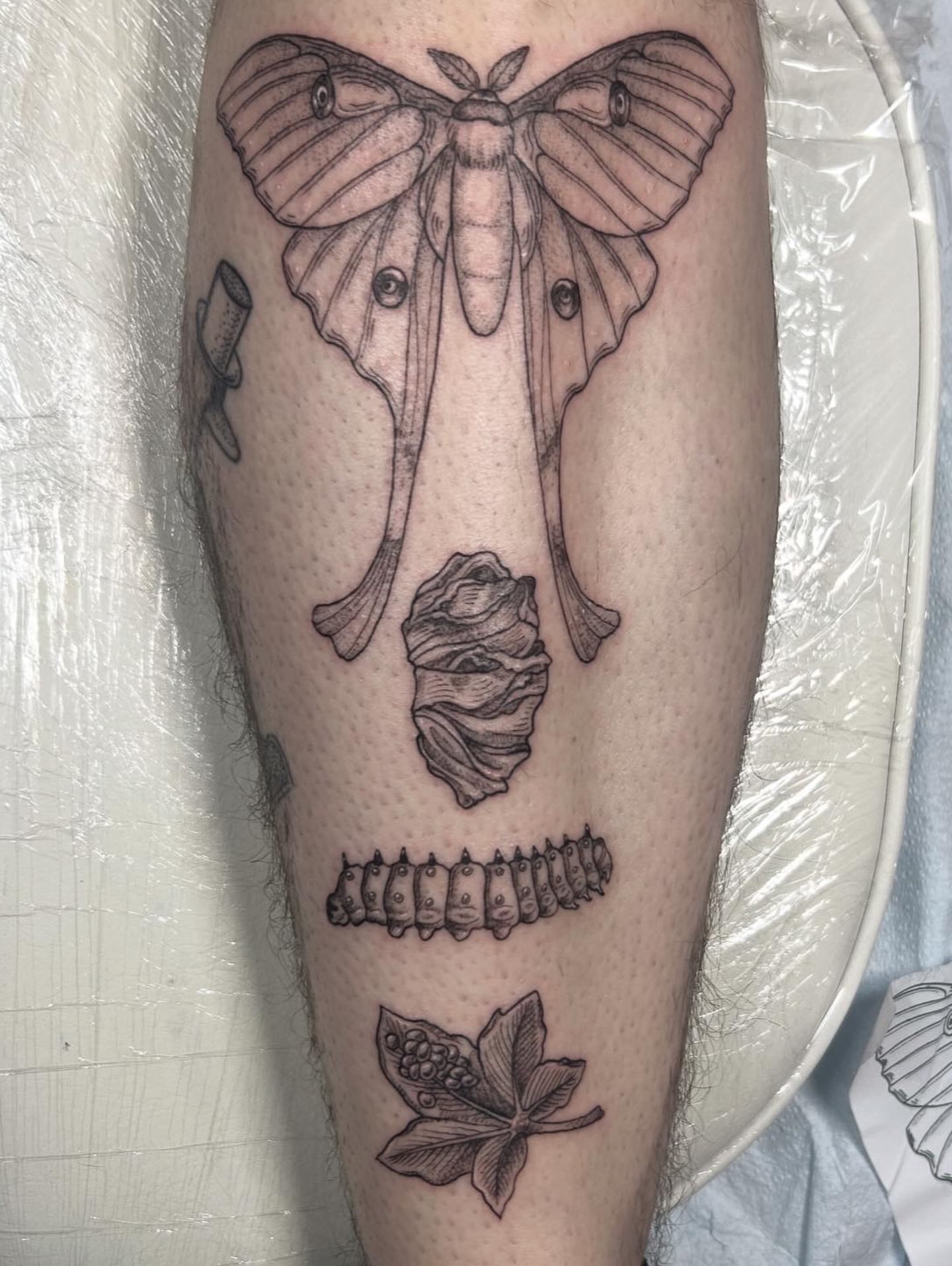 Moth life cycle dotwork tattoo on the calf by Nikki Power