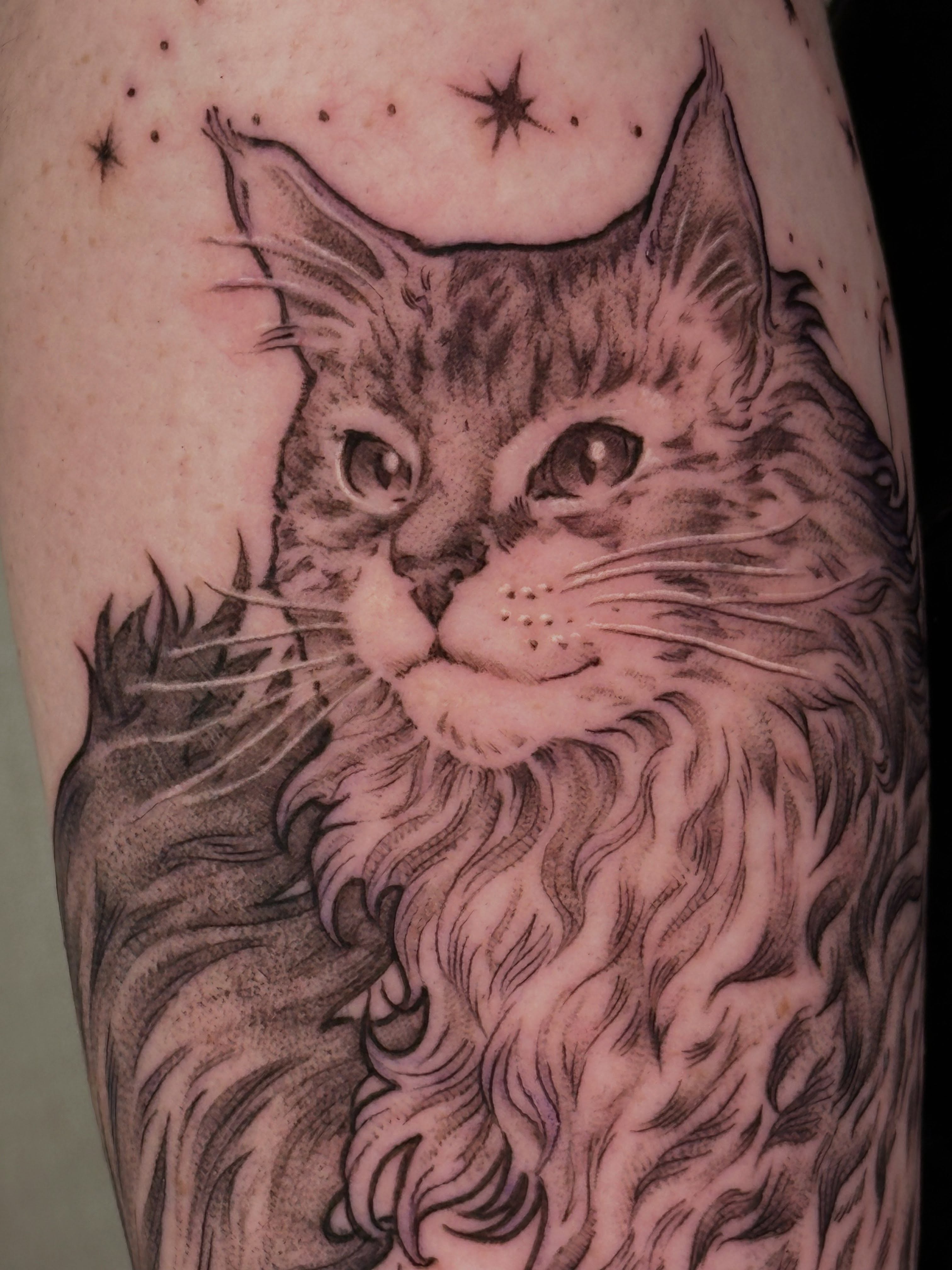 Cat realism tattoo on the forearm by ɪᴍᴏɢᴇɴ 🏳️🌈 sᴇᴀᴛᴛʟᴇ ᴛᴀᴛᴛᴏᴏ ᴀʀᴛɪsᴛ, Seattle, Washington