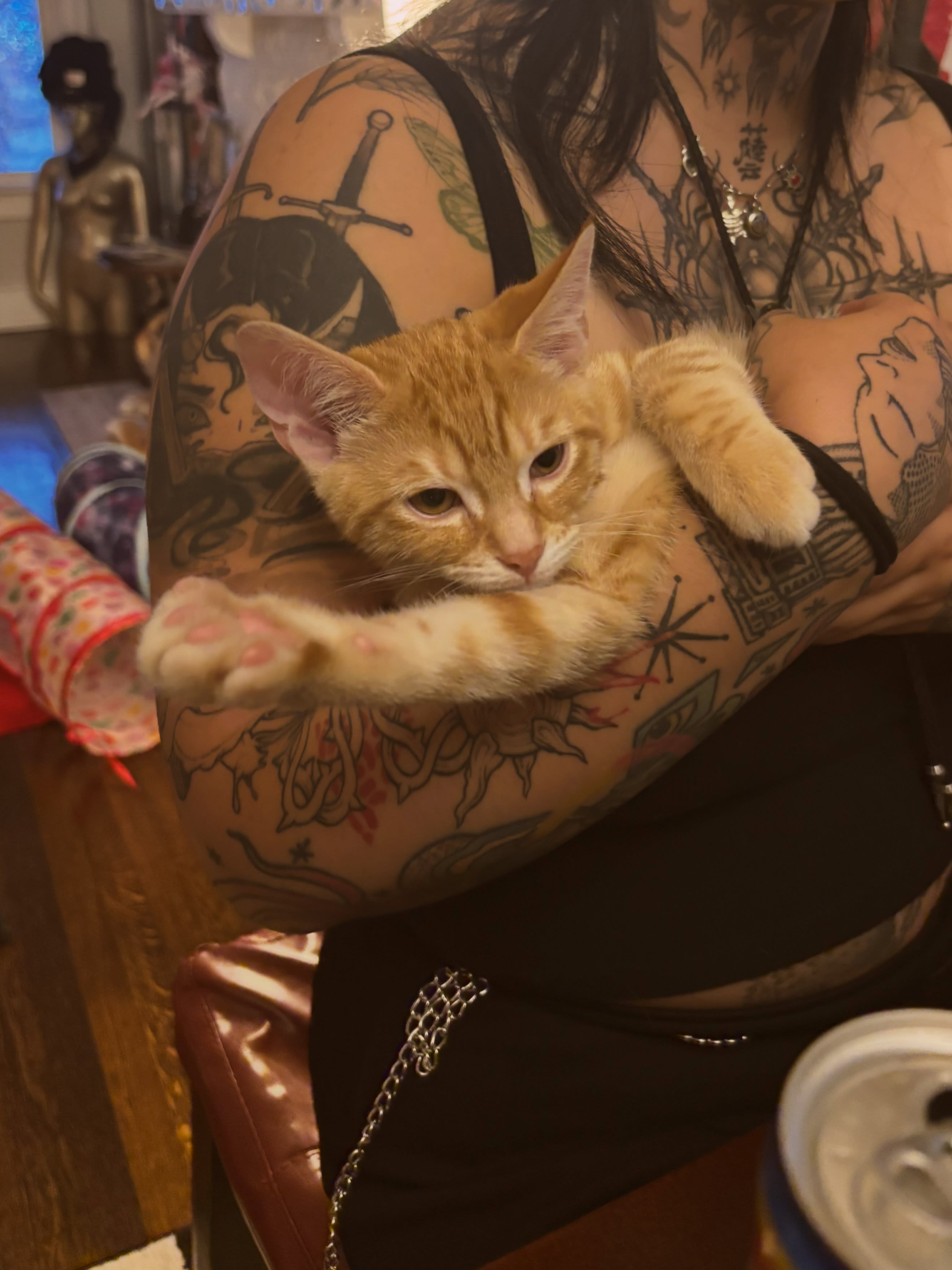Cat American traditional tattoo on the upper arm by Ashley Ellerman