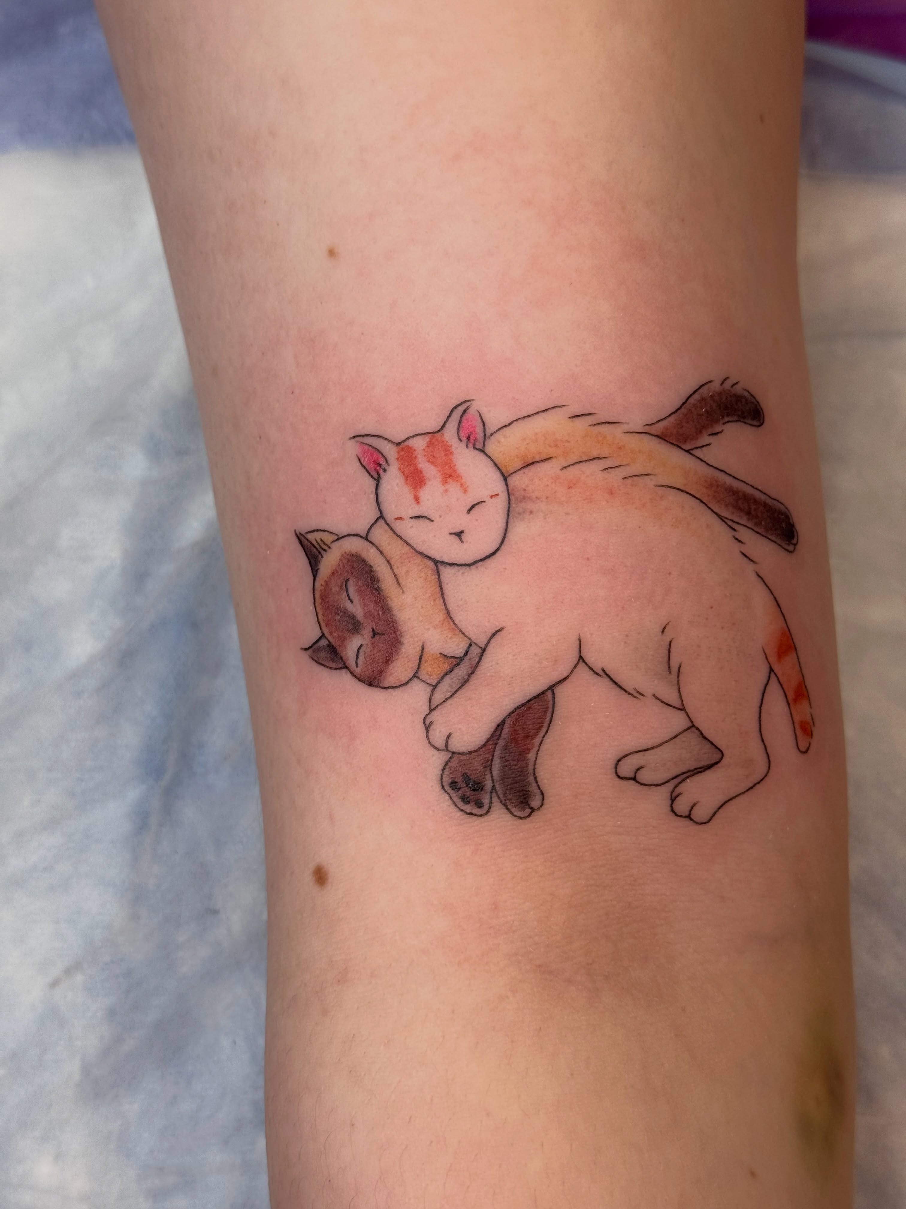 Two cats watercolor tattoo on the forearm by Caitlynn Austin
