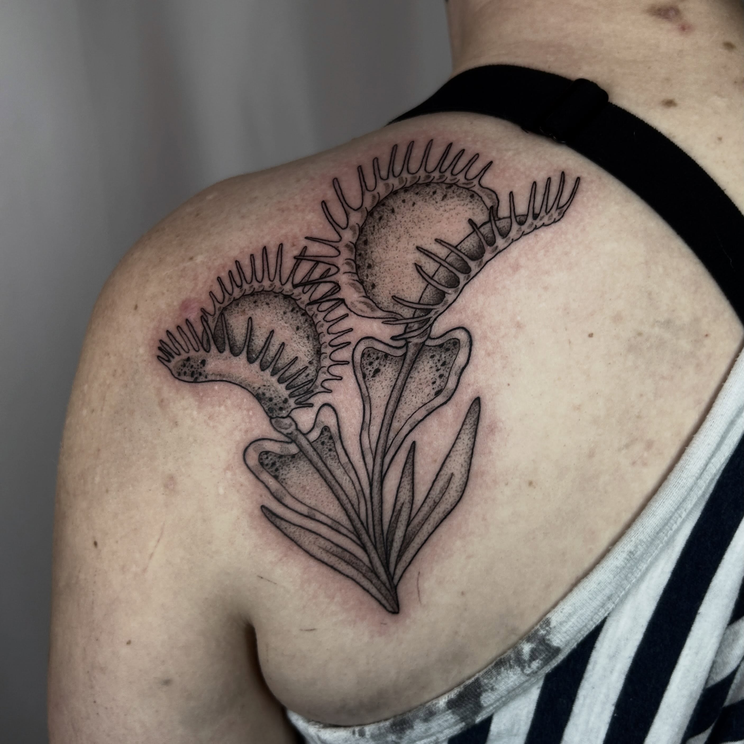 Mimosa plant dotwork tattoo on the shoulder by Nikki Power