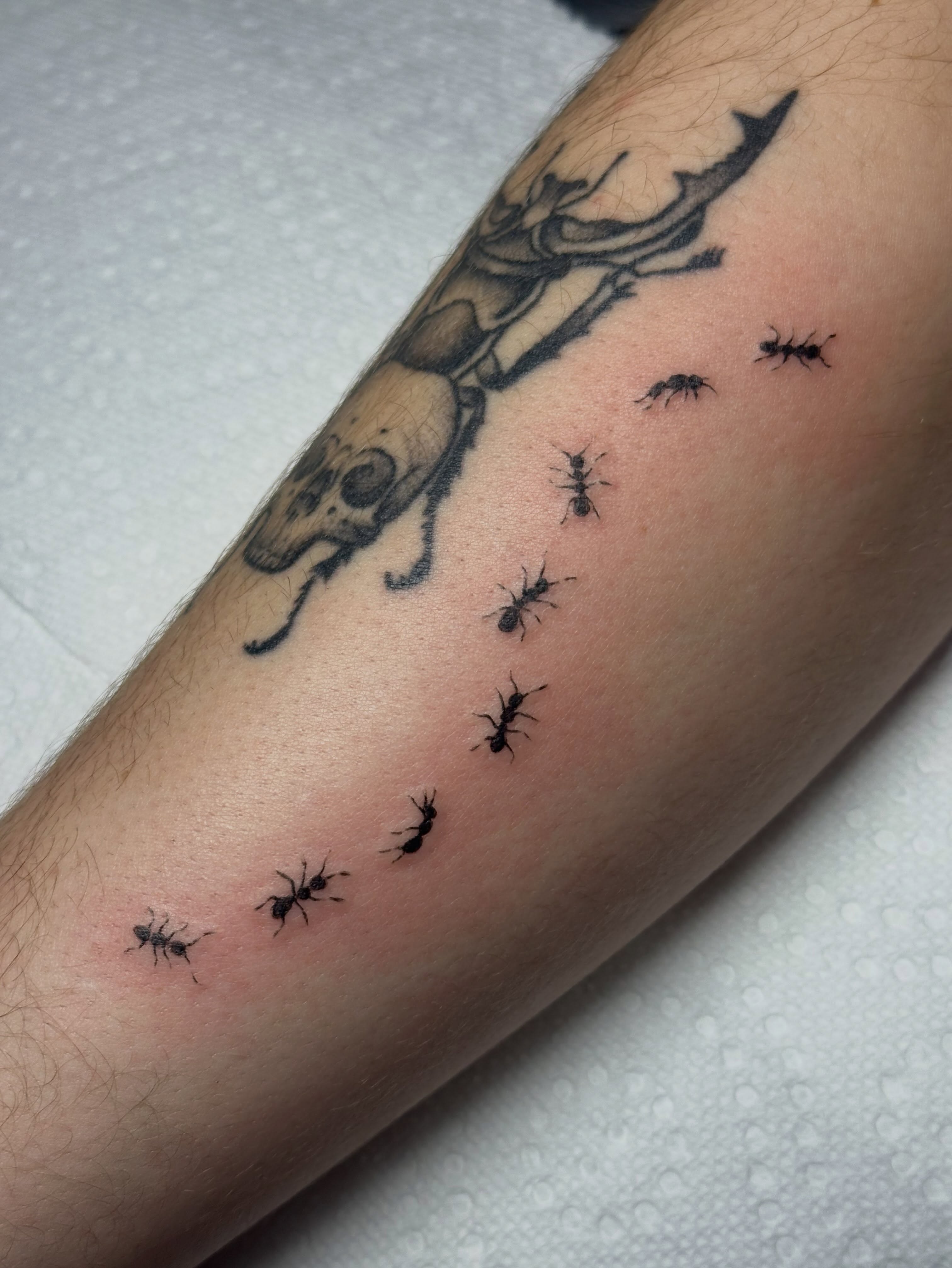 Ant colony realism tattoo on the forearm by edie ☆ kansas tattoo artist, Lawrence, Kansas