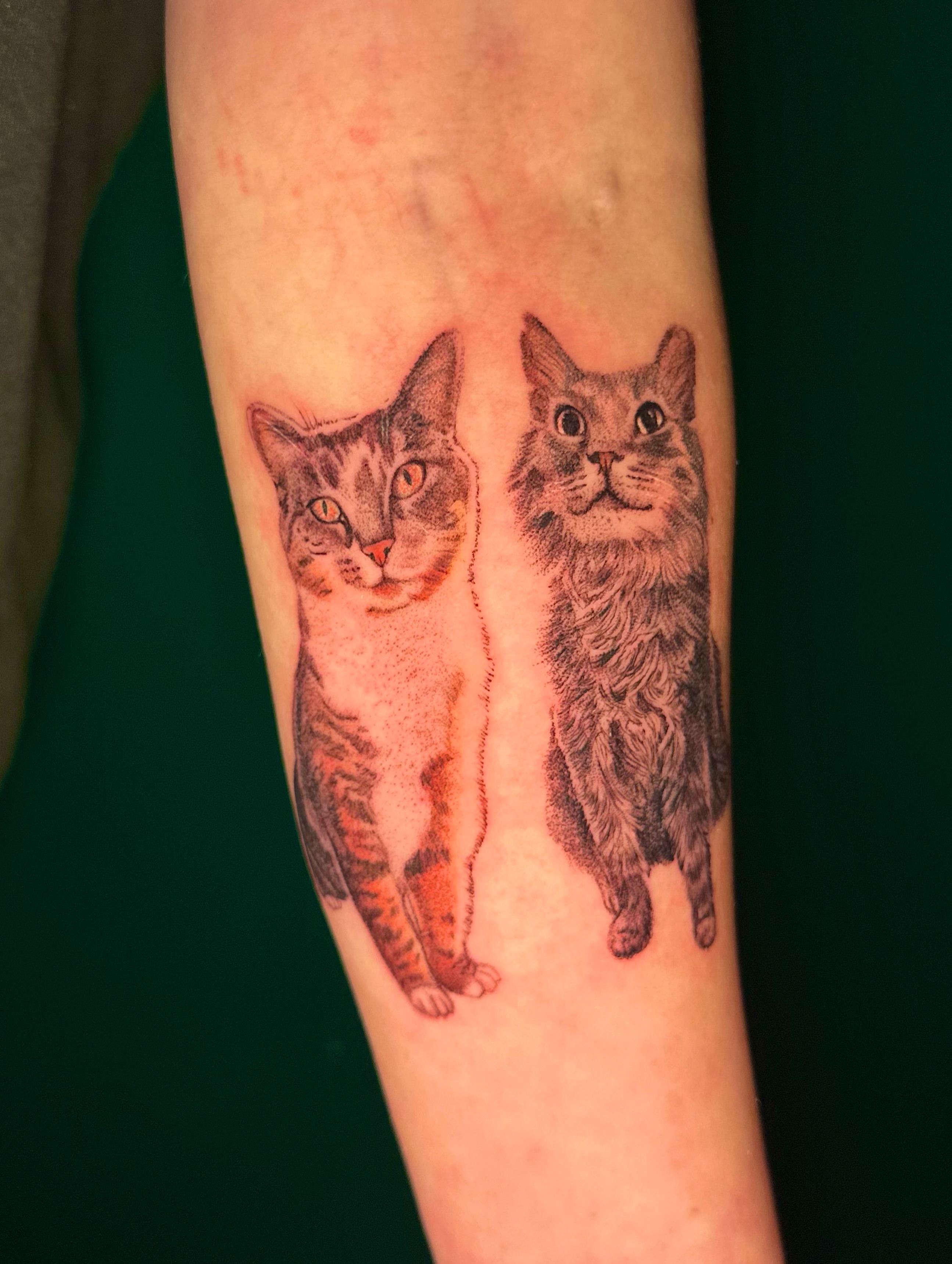 Two cats realism tattoo on the forearm by Ghost