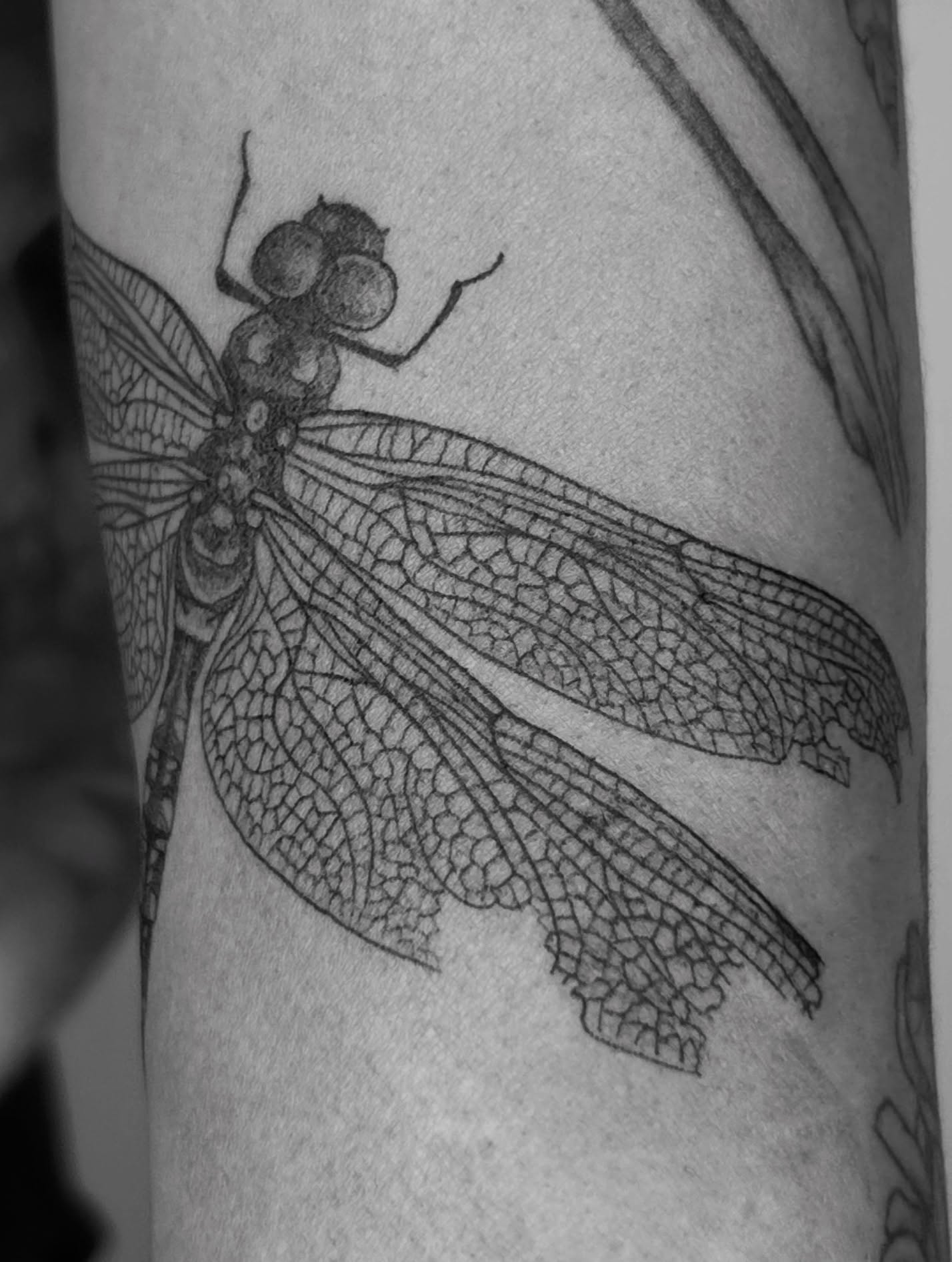 Dragonfly dotwork tattoo on the forearm by ☆ Nashville Fine Line Tattoo Artist ☆