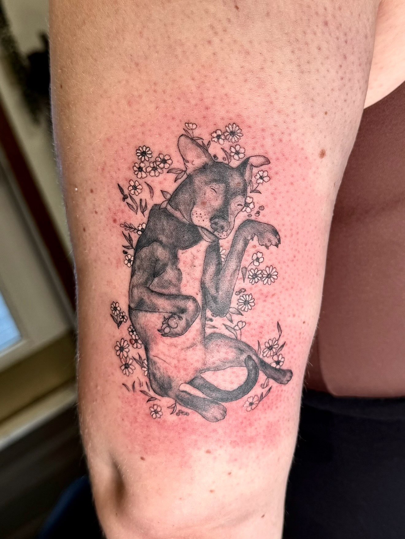 Sleeping dog dotwork tattoo on the forearm by βπ¬π―π’πΆ