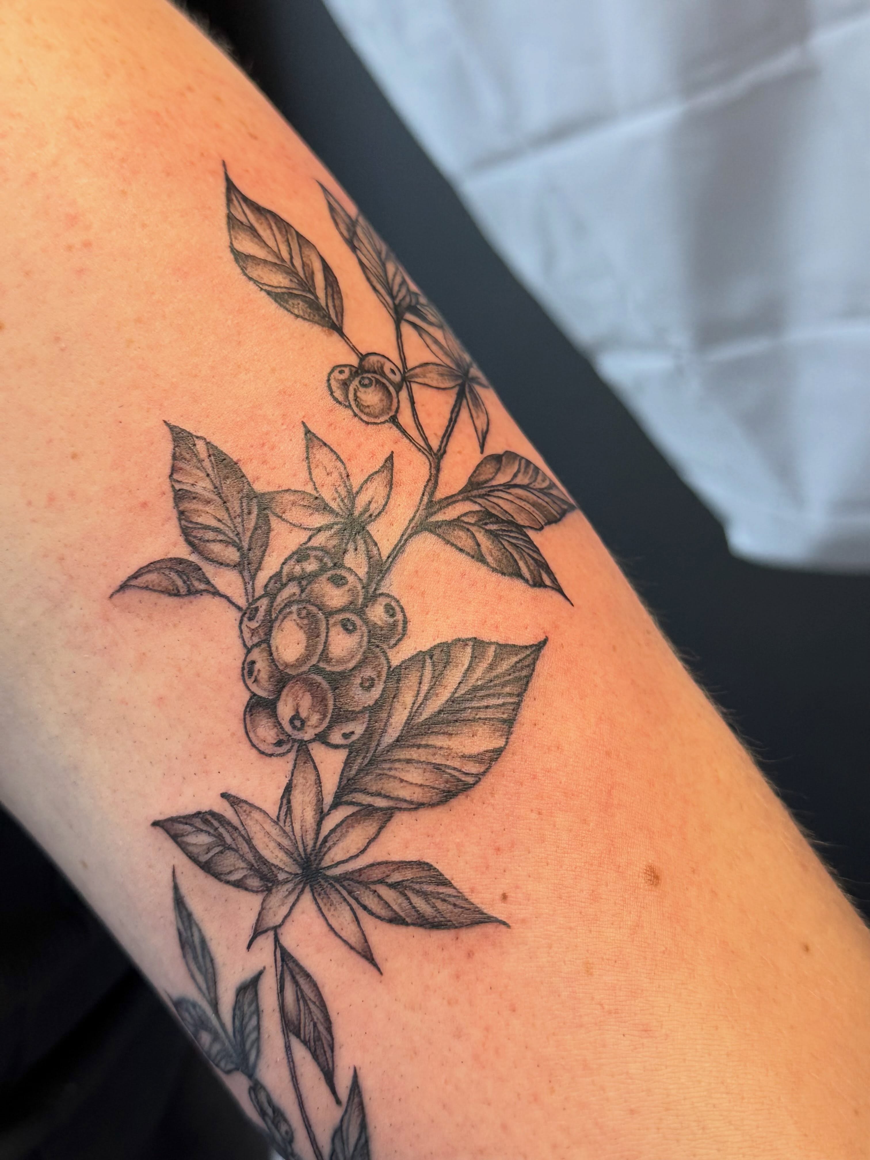Coffee plant black and grey tattoo on the forearm by Tetiana