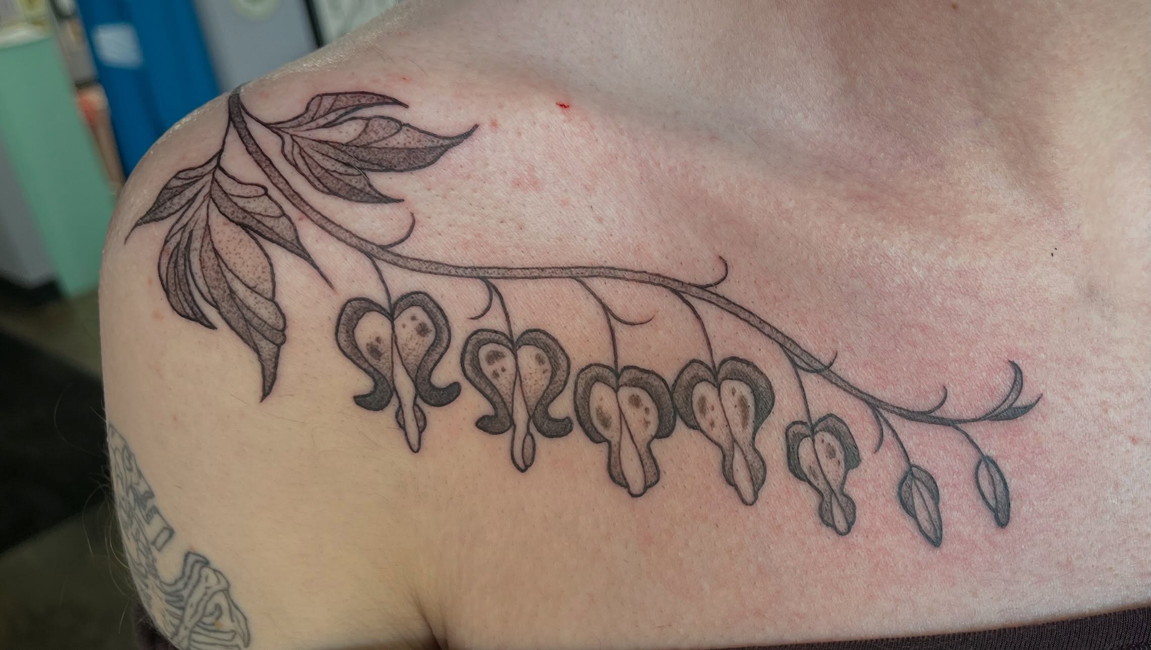 Bleeding heart plant black and grey tattoo on the shoulder by bunny, Minneapolis, Minnesota