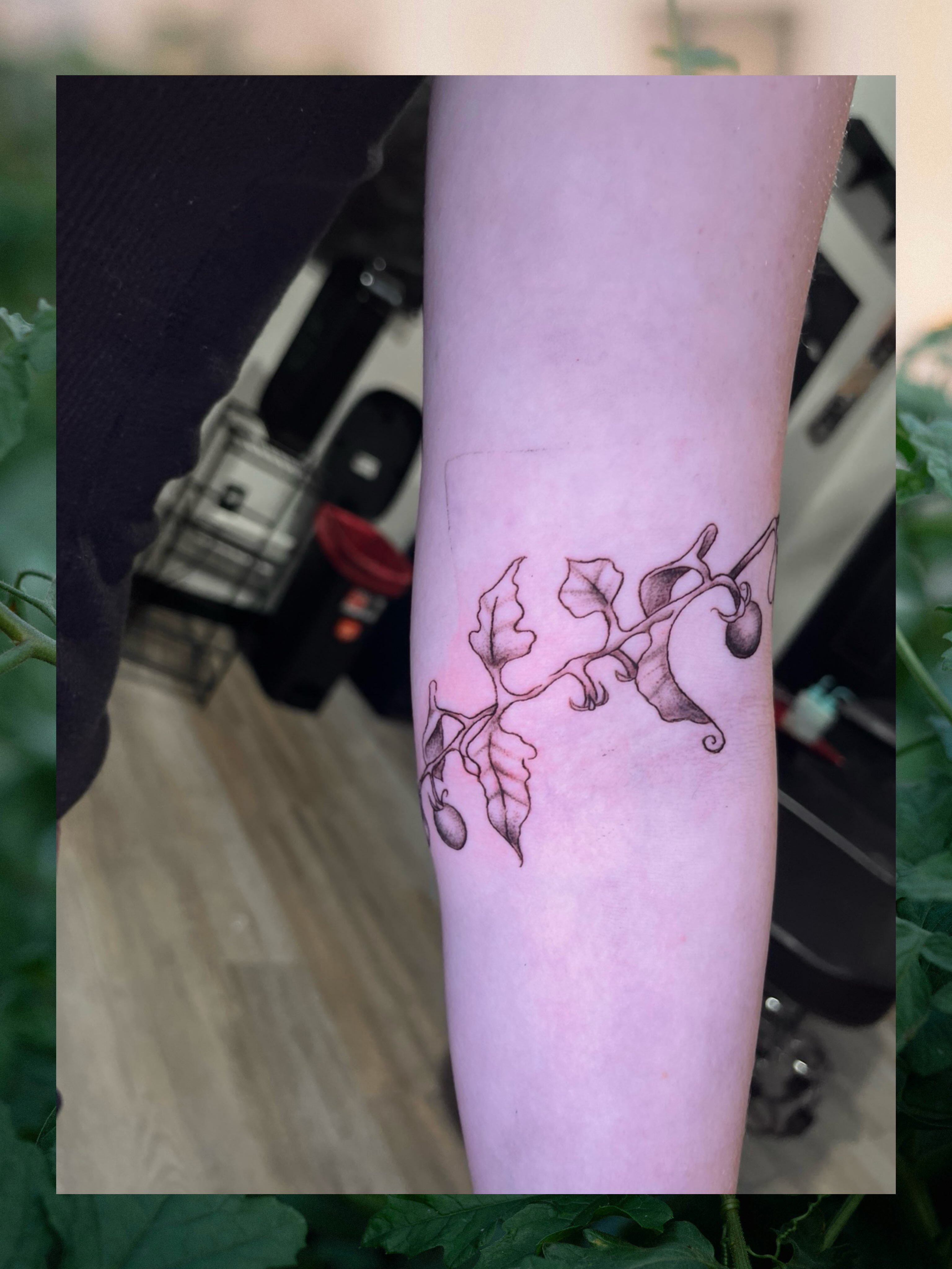 Plant with berries fine line tattoo on the forearm by Elana Hites