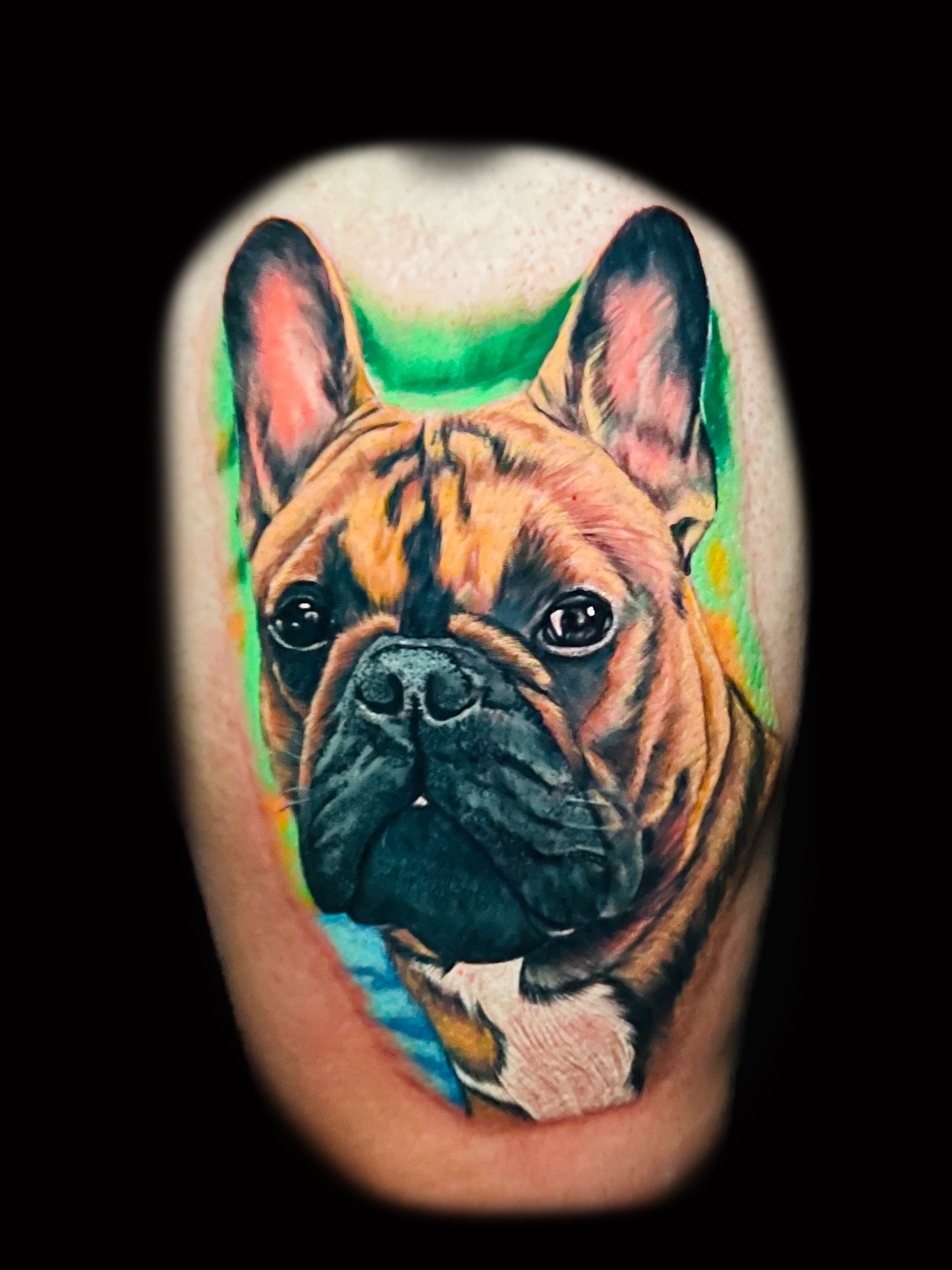 French bulldog realism tattoo on the forearm by Alex