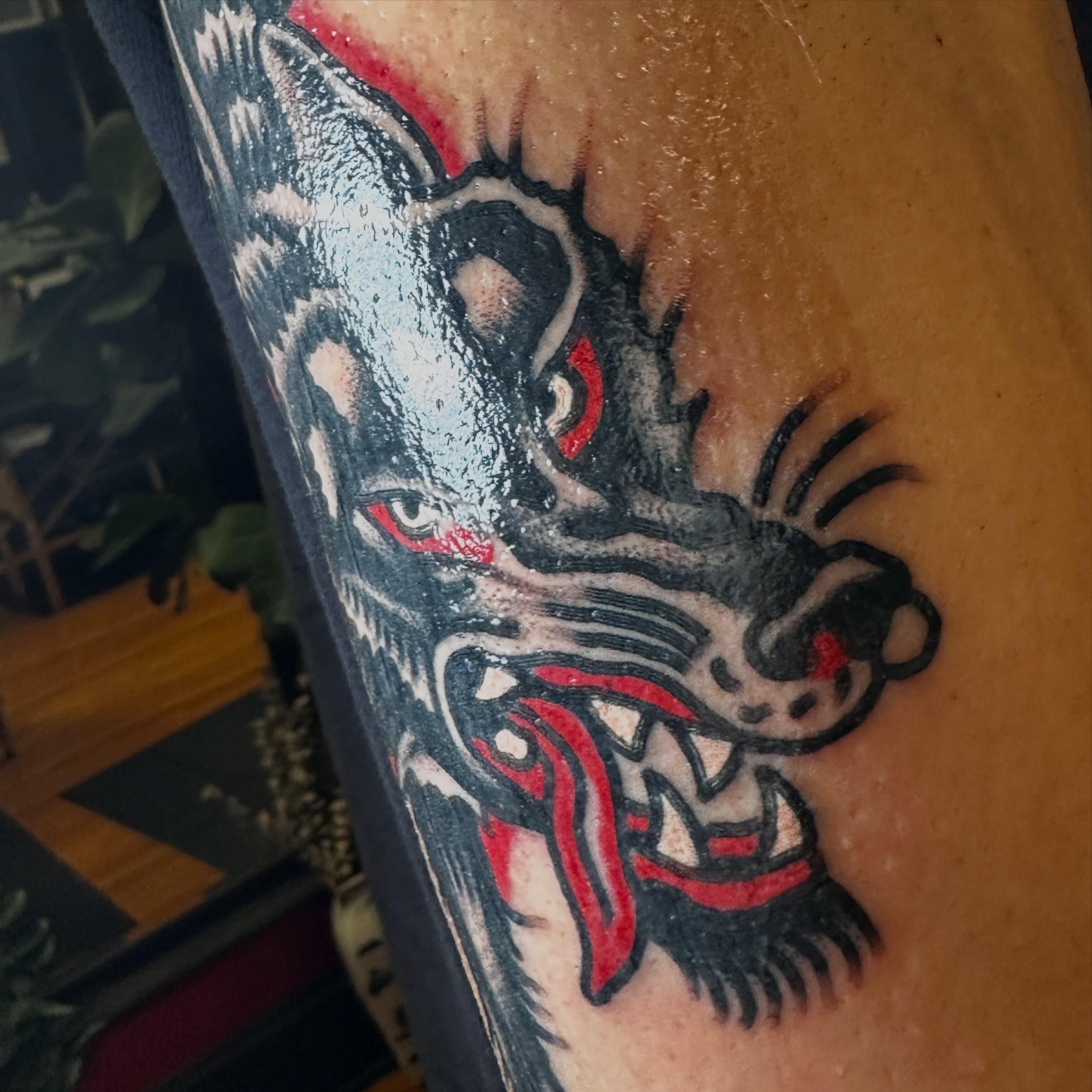 Wolf American traditional tattoo on the forearm by Jared Allen, Saint Petersburg, Florida