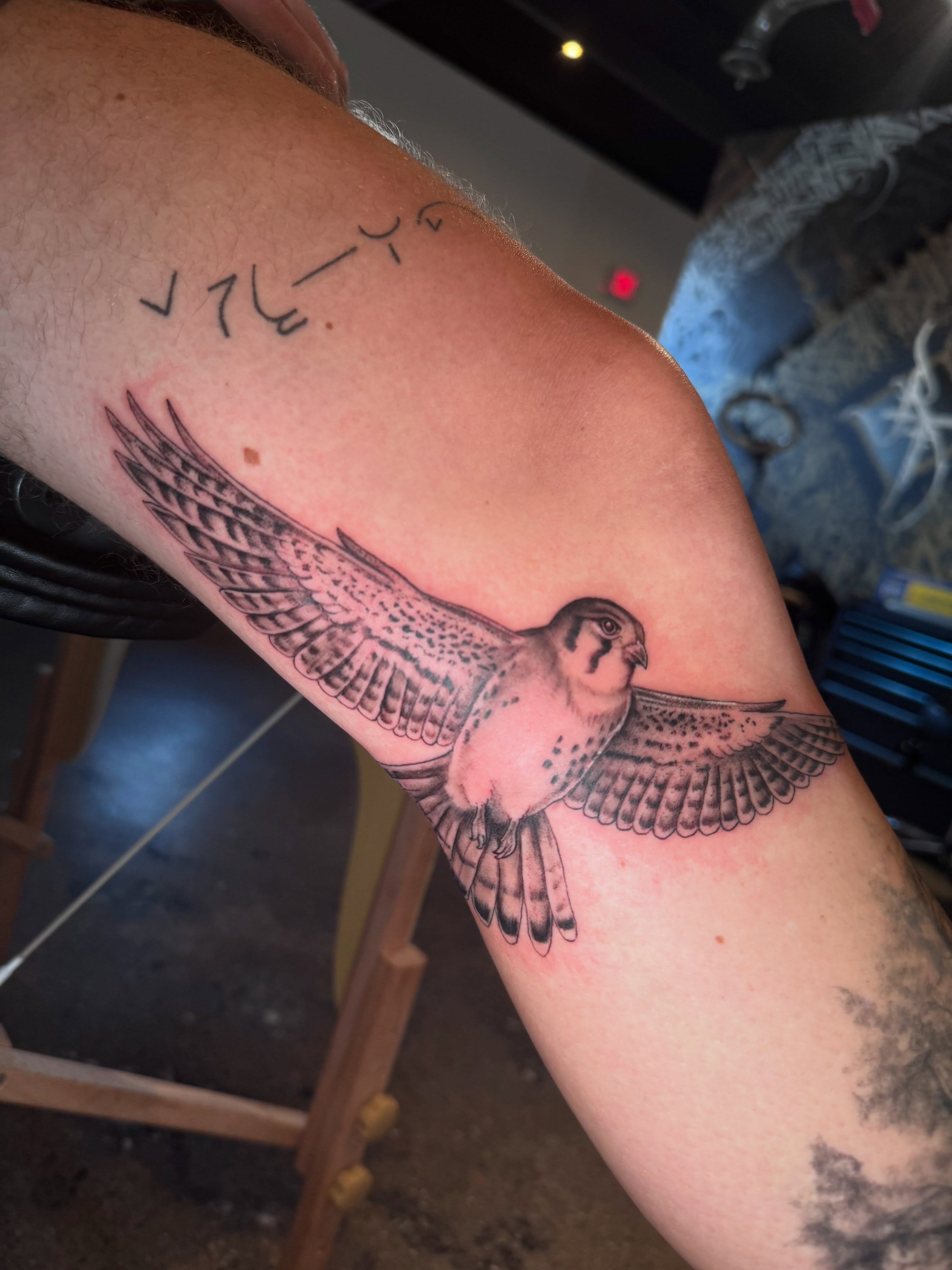 Falcon black and grey tattoo on the forearm by Gabrielle Mack