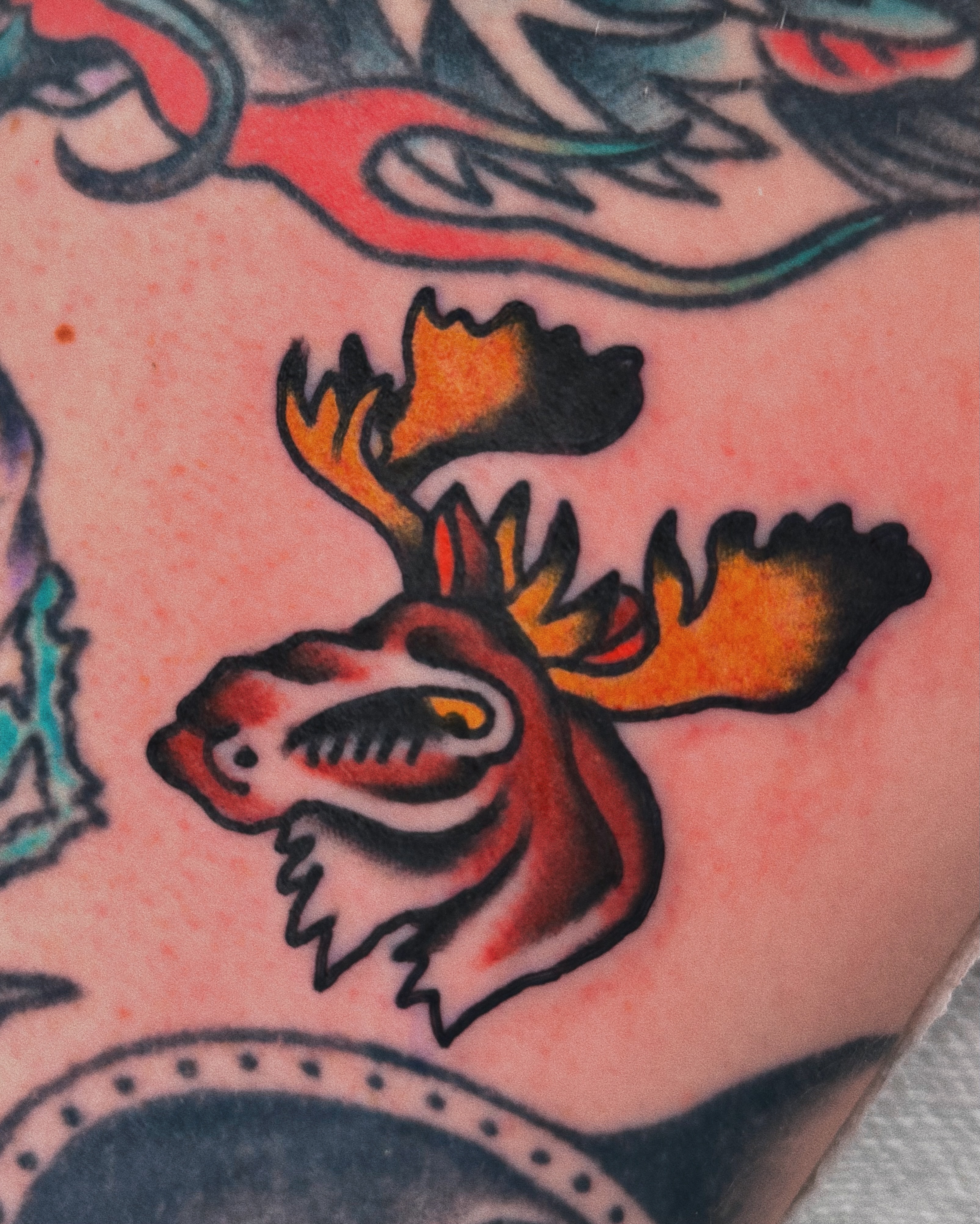 Moose head American traditional tattoo on the forearm by Sean Michel, Nashua, New Hampshire