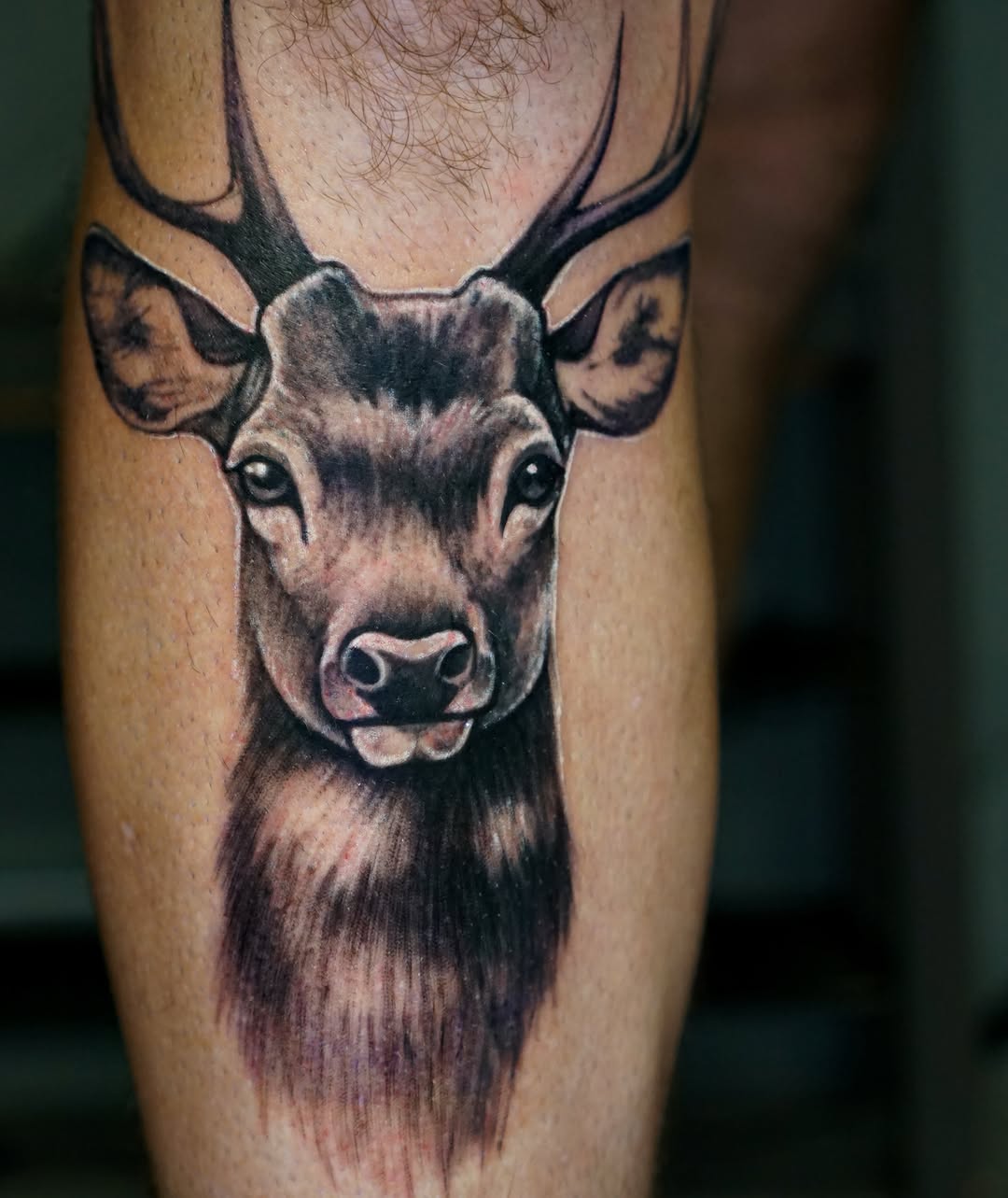 Deer head realism tattoo on the forearm by Nicholas Capellan, Winter Park, Florida