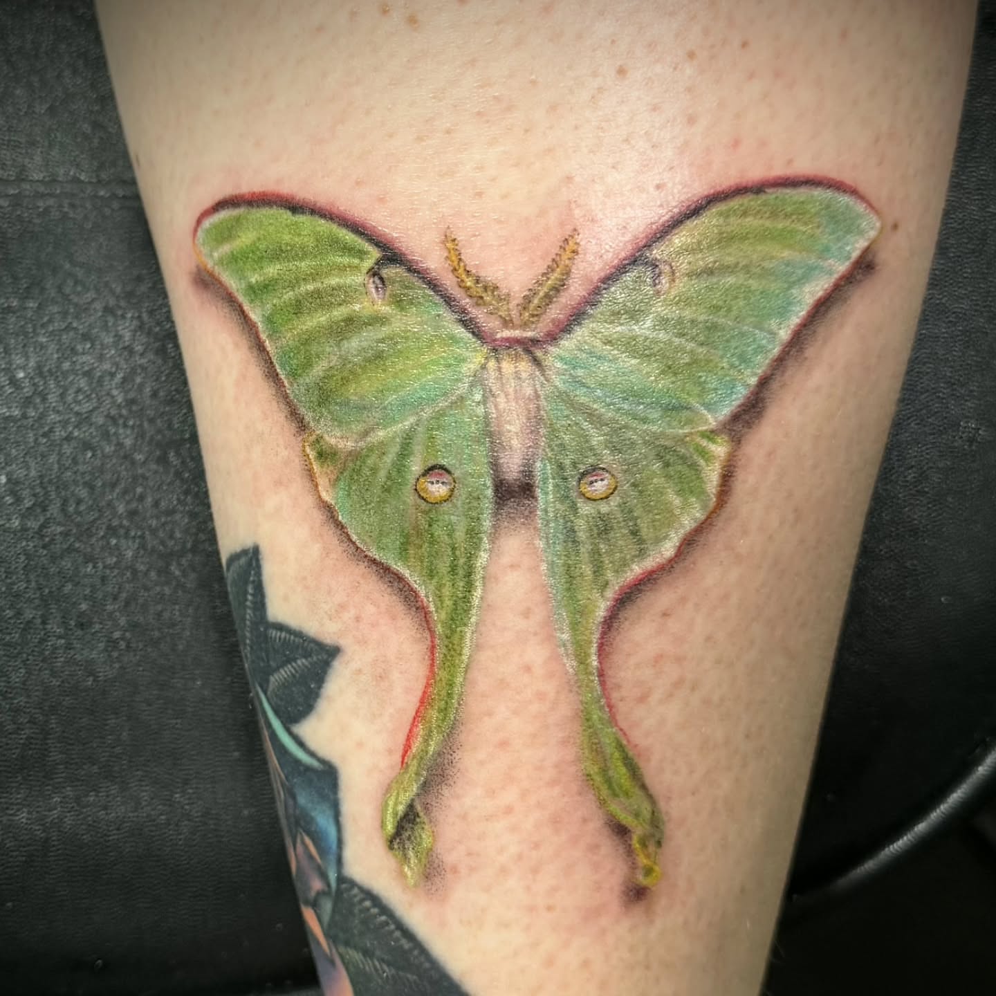 Green luna moth realism tattoo on the forearm by Ari 💠🧜‍♂️🐟🎨🦑🐚💠