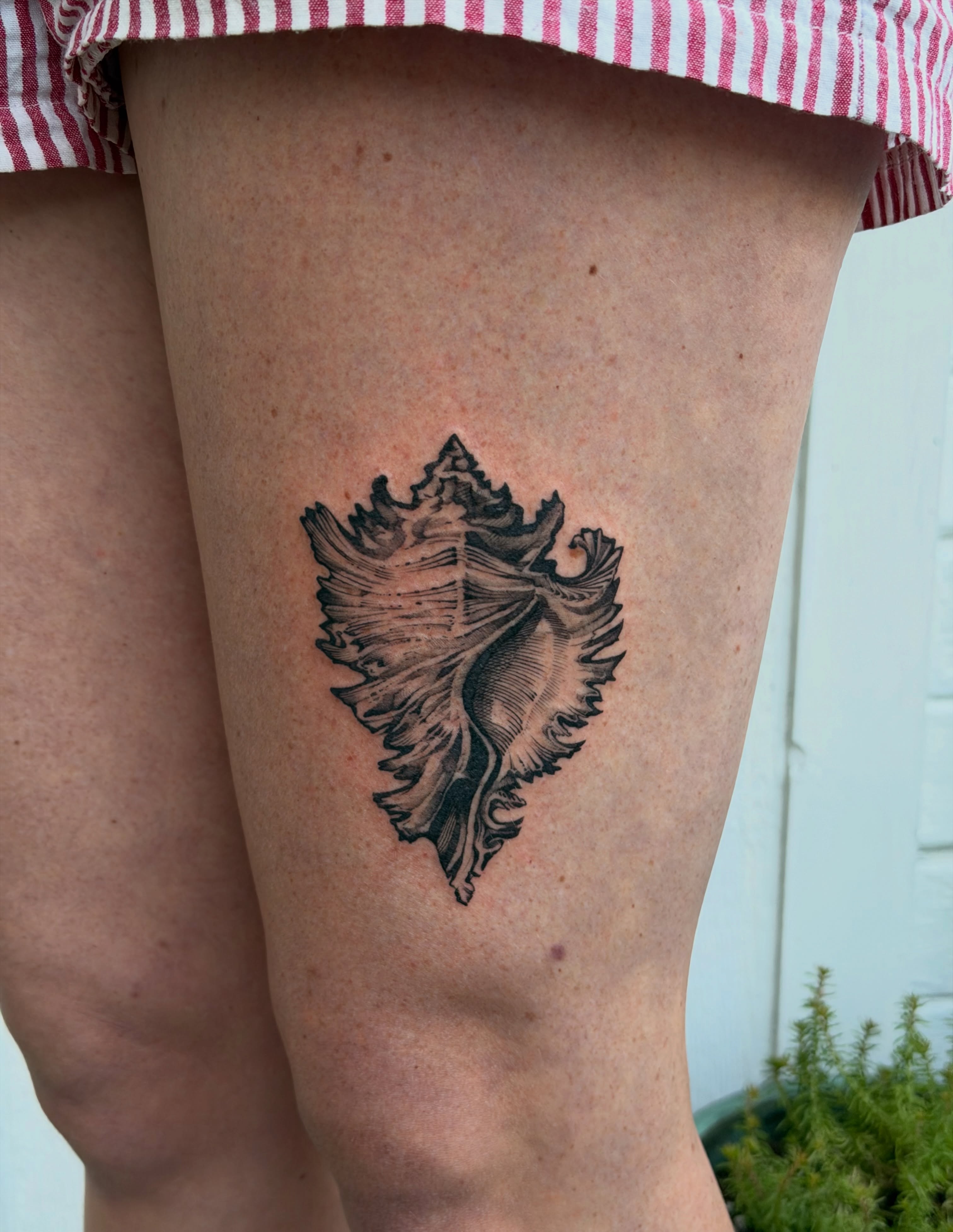 Conch shell black and grey tattoo on the thigh by Kingtide Ink