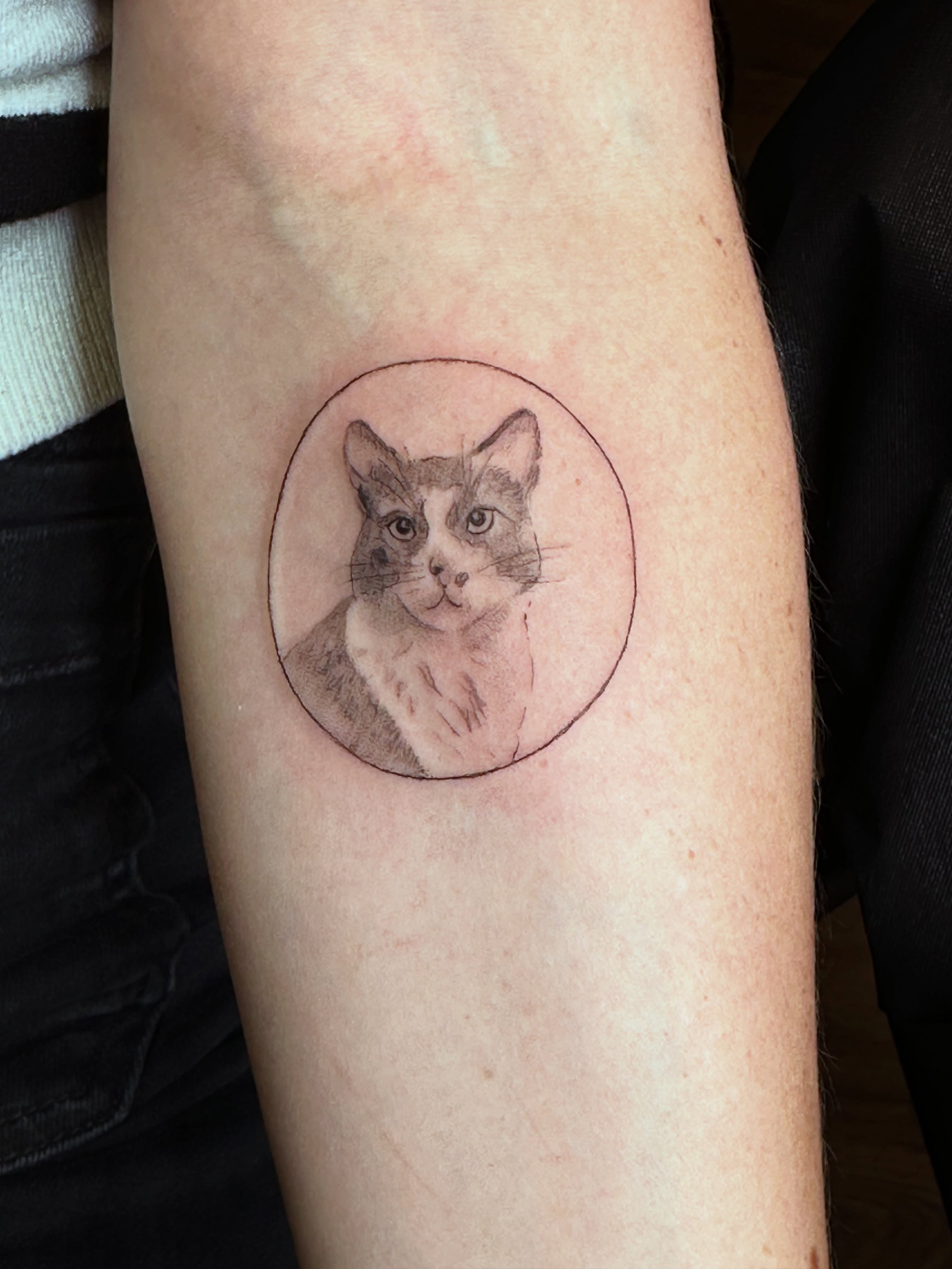 Cat realism tattoo on the forearm by Liz