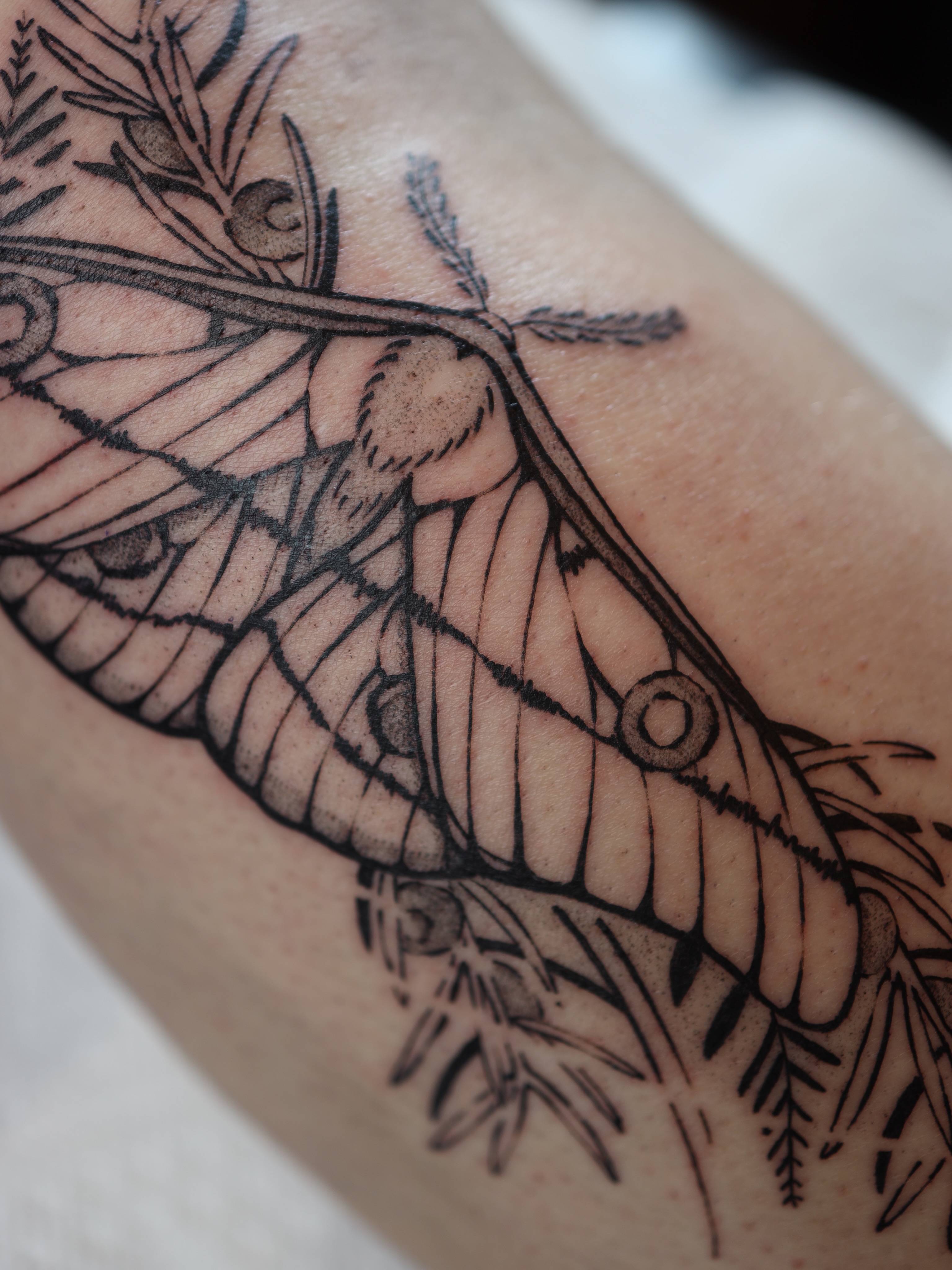 Butterfly black and grey tattoo on the forearm by morgan purcey