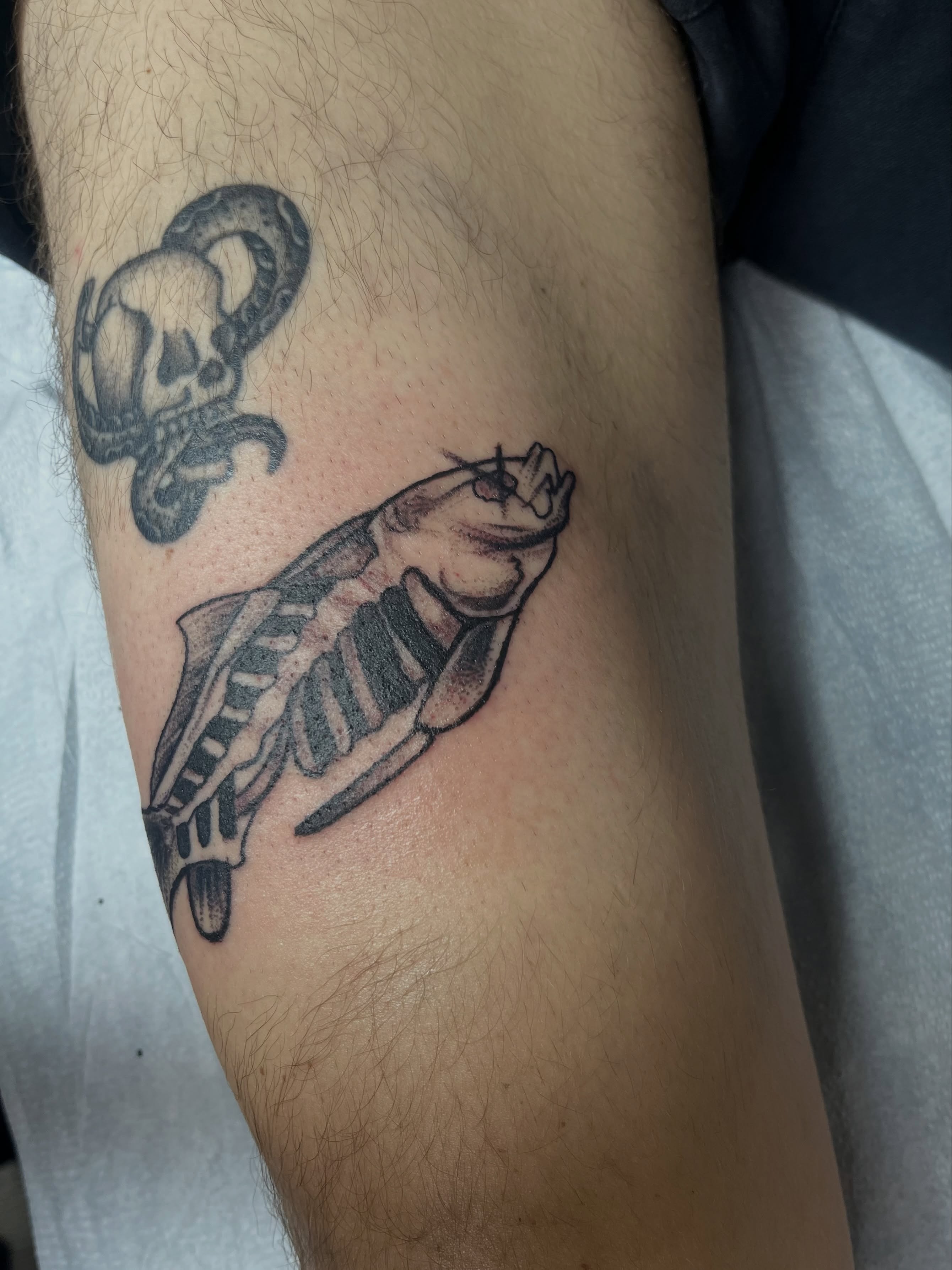 Turtle black and grey tattoo on the forearm by Misha Dumois, Seattle, Washington