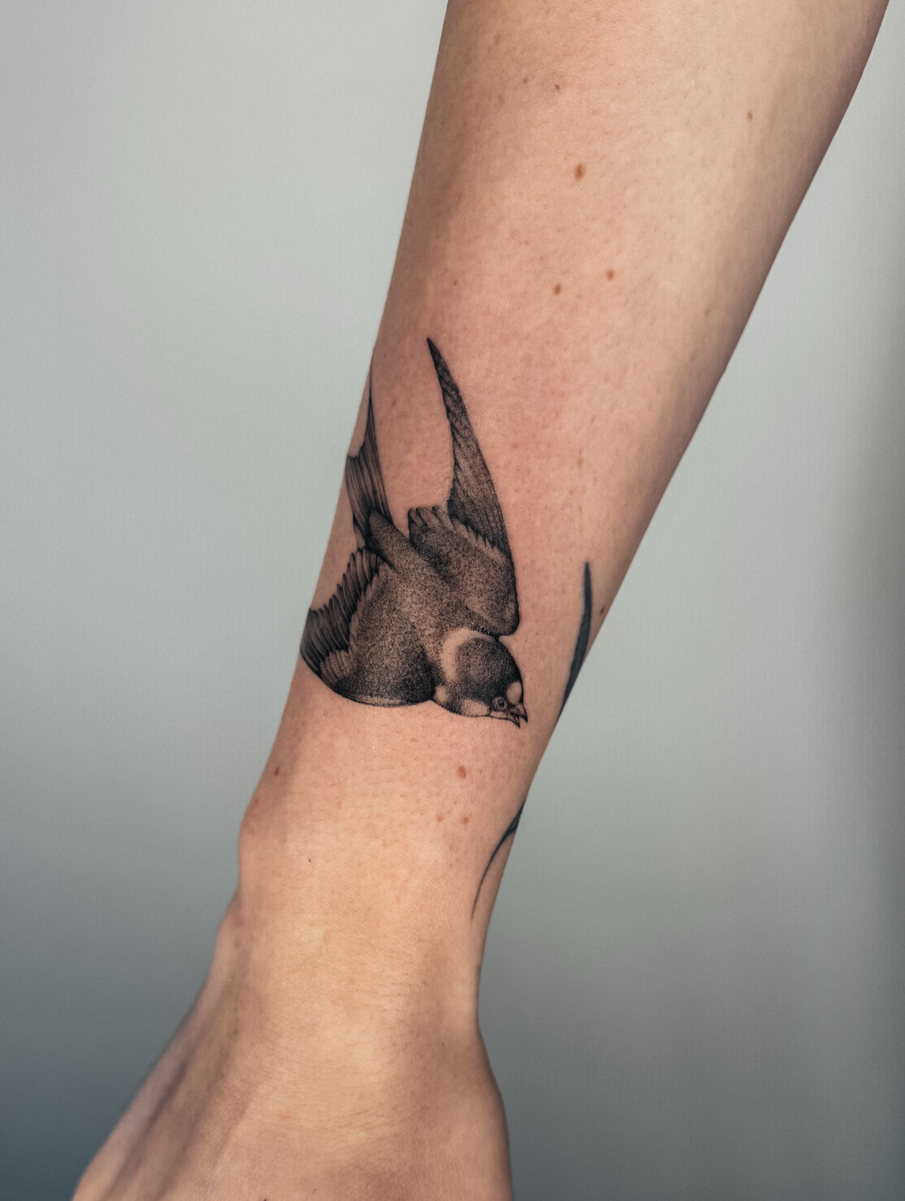 Bird dotwork tattoo on the forearm by Emma- Los Angeles Tattoo Artist